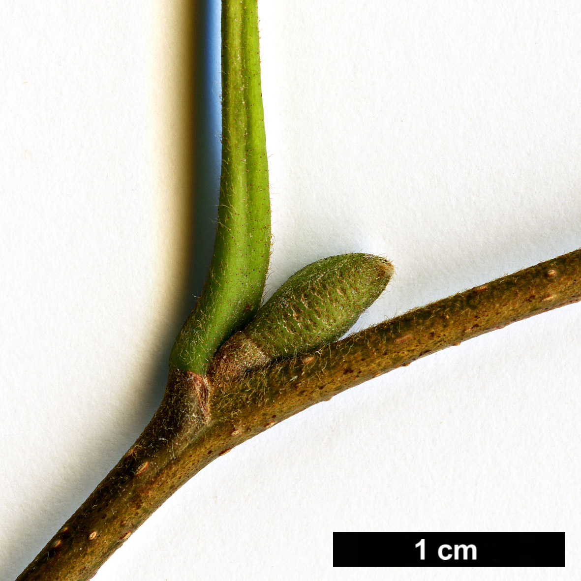 High resolution image: Family: Betulaceae - Genus: Alnus - Taxon: hirsuta