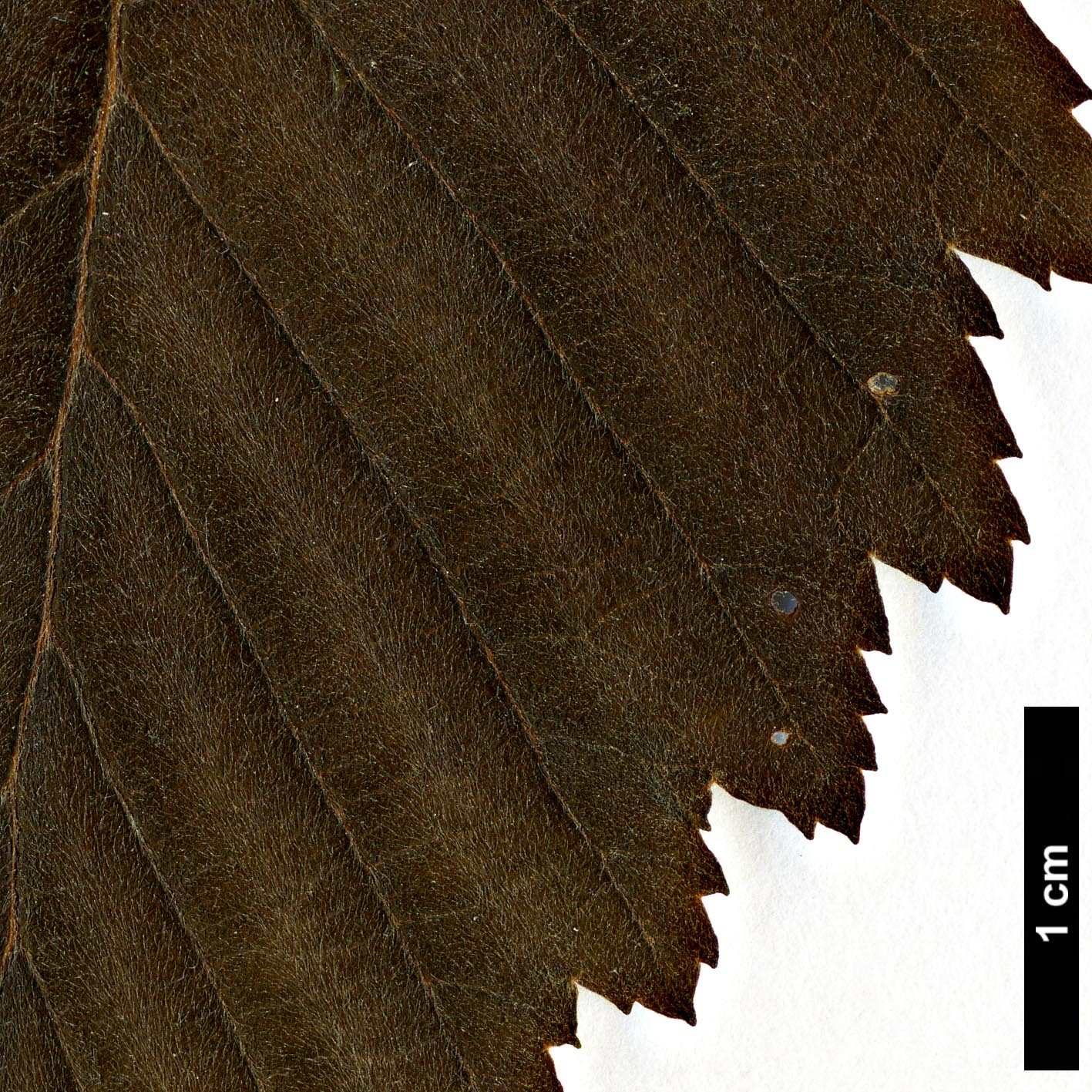 High resolution image: Family: Betulaceae - Genus: Alnus - Taxon: incana