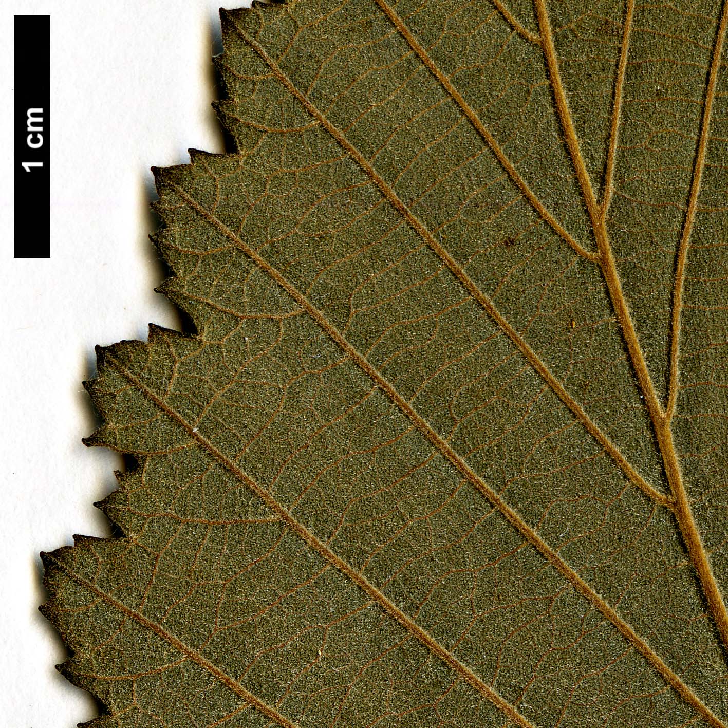 High resolution image: Family: Betulaceae - Genus: Alnus - Taxon: incana