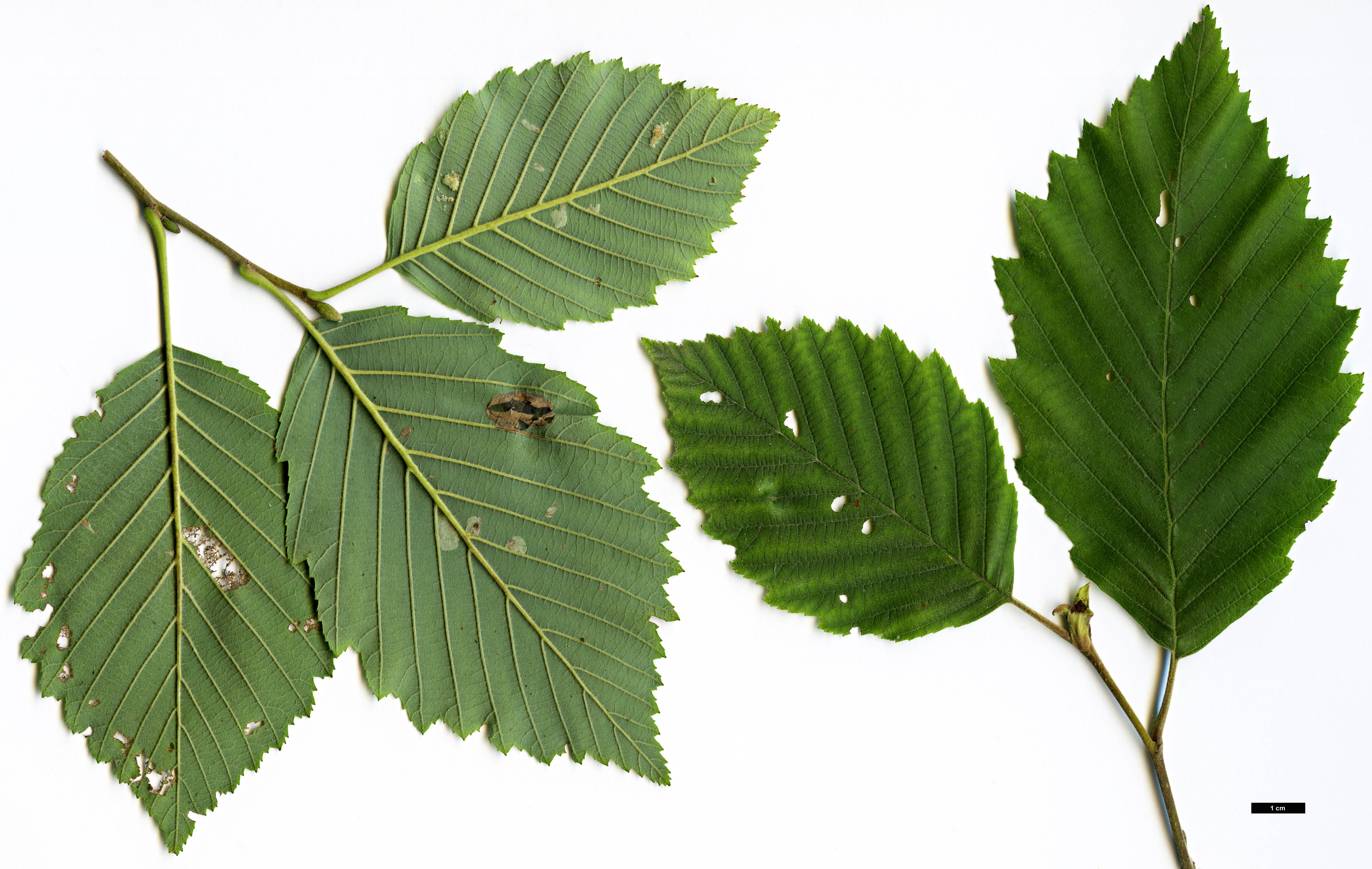 High resolution image: Family: Betulaceae - Genus: Alnus - Taxon: incana