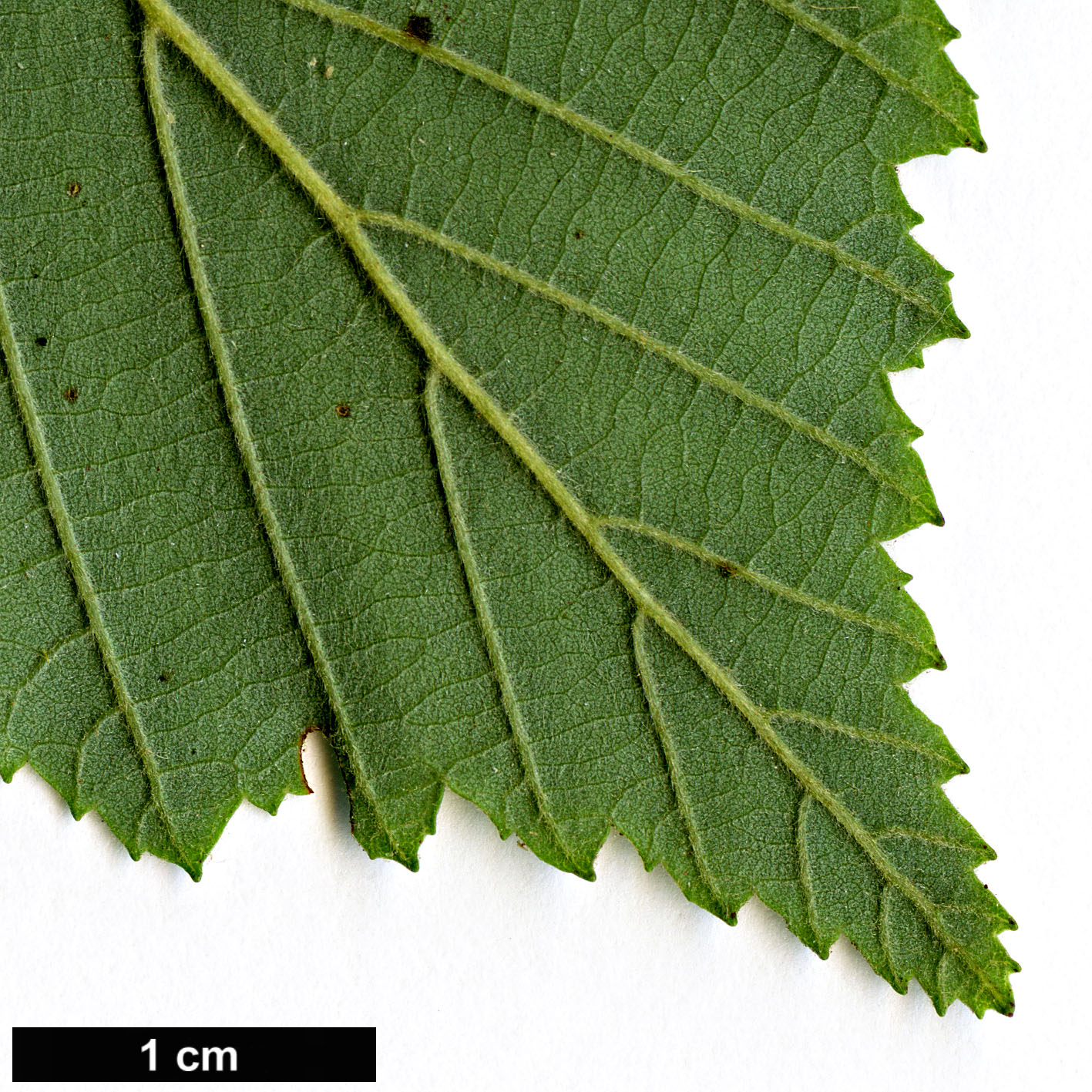 High resolution image: Family: Betulaceae - Genus: Alnus - Taxon: incana