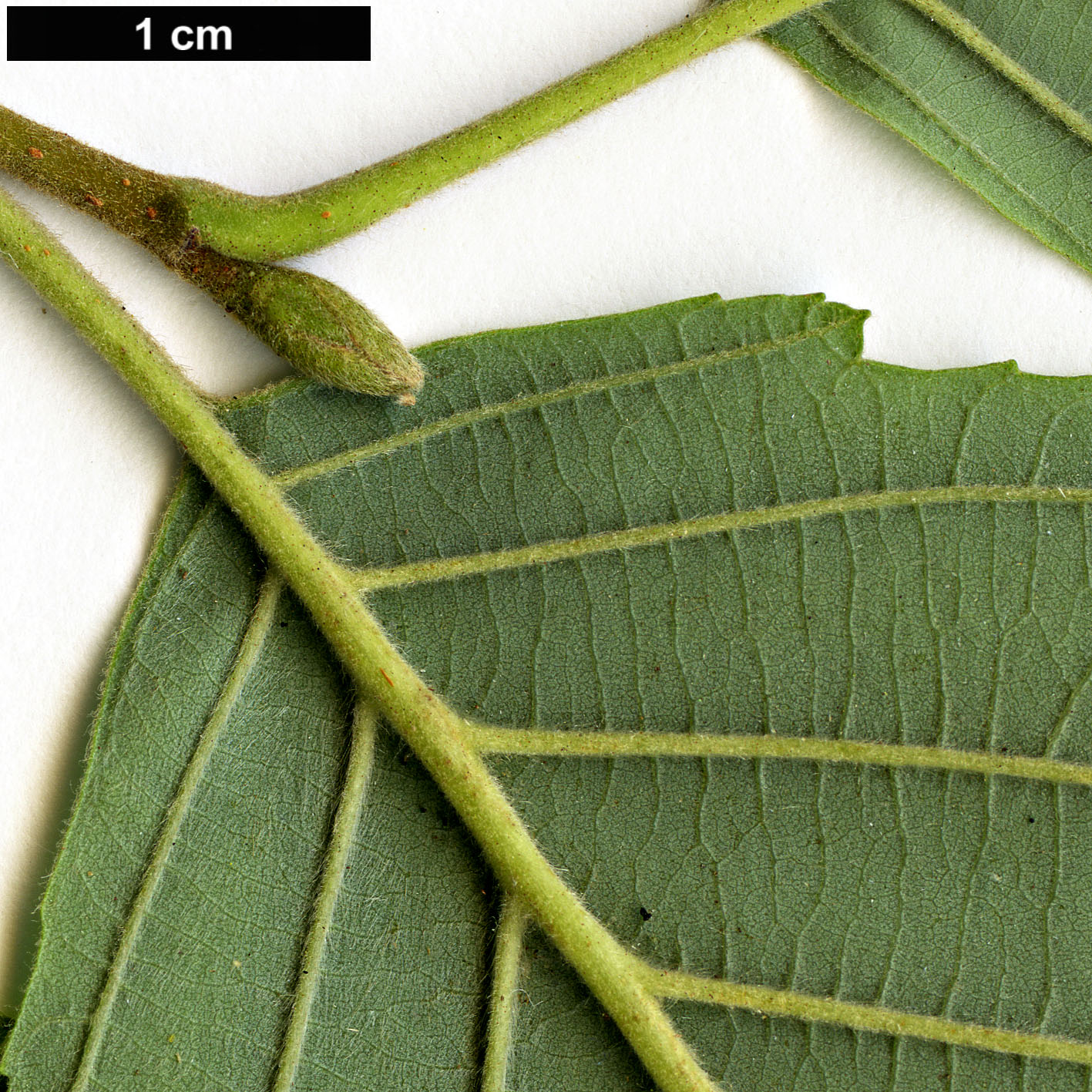 High resolution image: Family: Betulaceae - Genus: Alnus - Taxon: incana