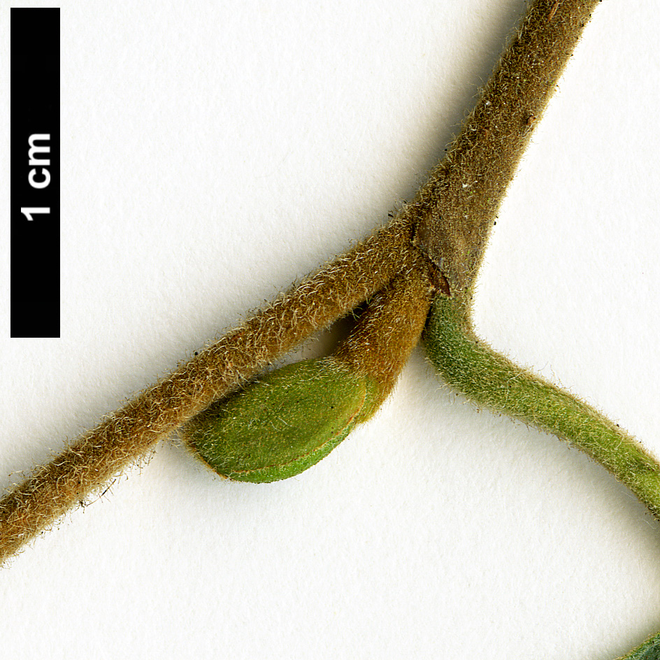 High resolution image: Family: Betulaceae - Genus: Alnus - Taxon: inokumae