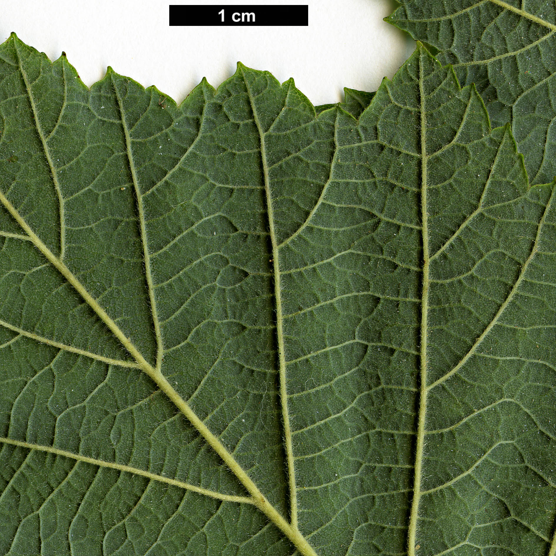 High resolution image: Family: Betulaceae - Genus: Alnus - Taxon: inokumae