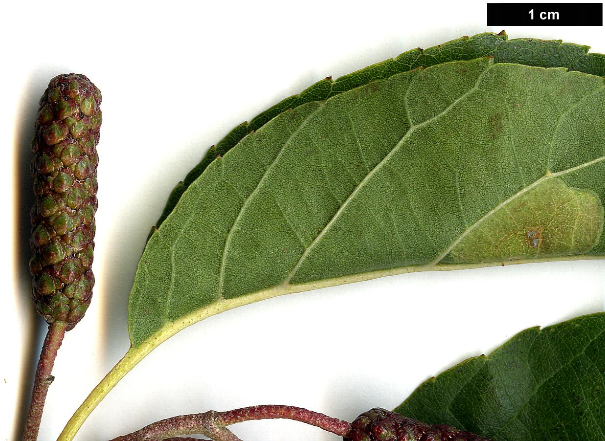 High resolution image: Family: Betulaceae - Genus: Alnus - Taxon: japonica