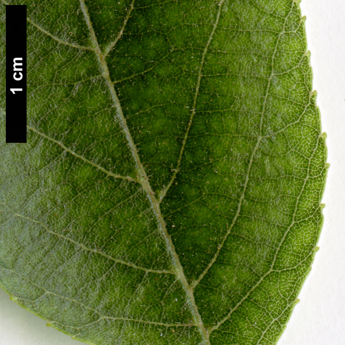 High resolution image: Family: Betulaceae - Genus: Alnus - Taxon: japonica