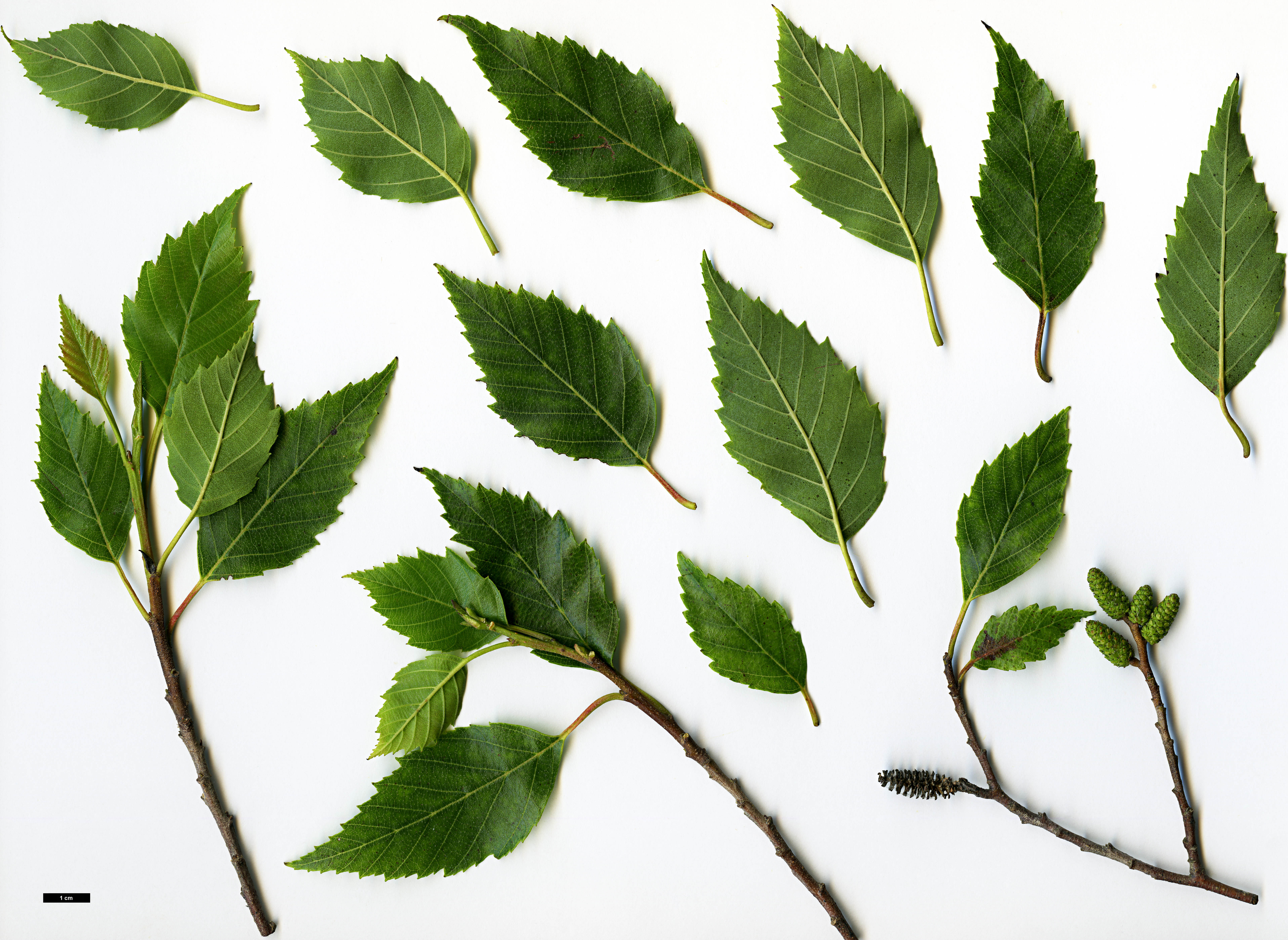 High resolution image: Family: Betulaceae - Genus: Alnus - Taxon: jorullensis