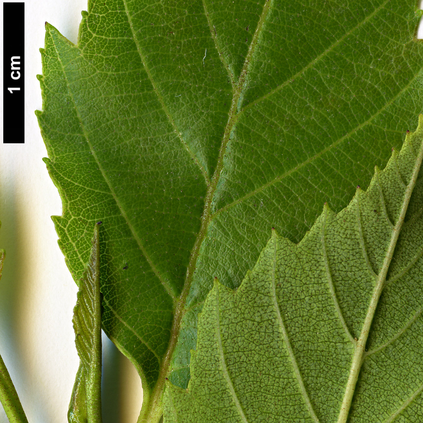 High resolution image: Family: Betulaceae - Genus: Alnus - Taxon: jorullensis