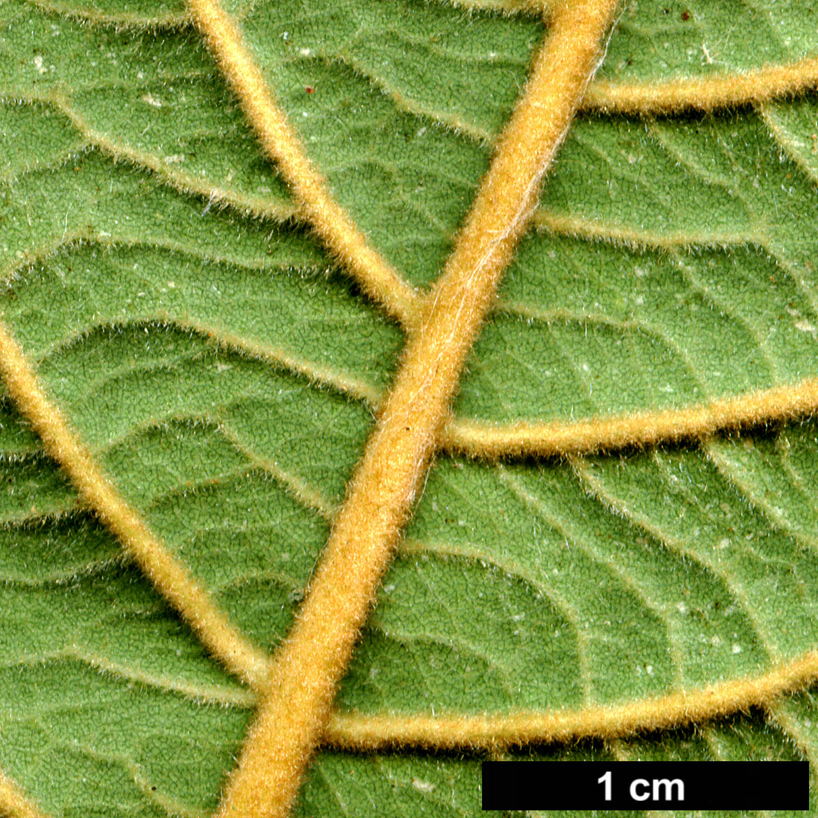 High resolution image: Family: Betulaceae - Genus: Alnus - Taxon: lanata