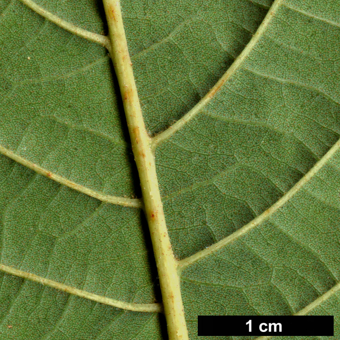 High resolution image: Family: Betulaceae - Genus: Alnus - Taxon: lanata