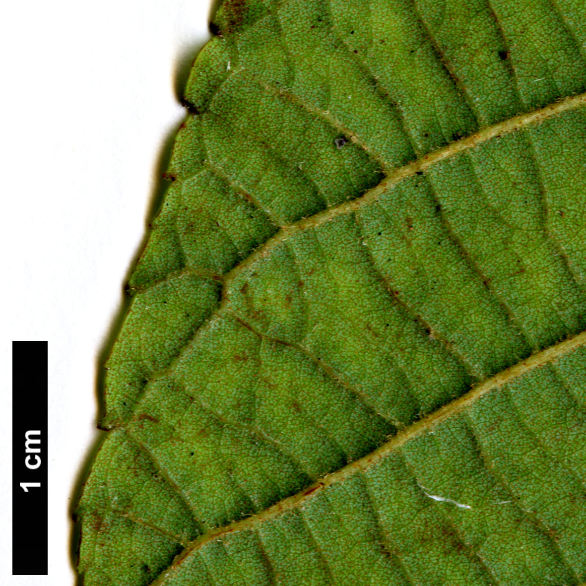 High resolution image: Family: Betulaceae - Genus: Alnus - Taxon: lanata