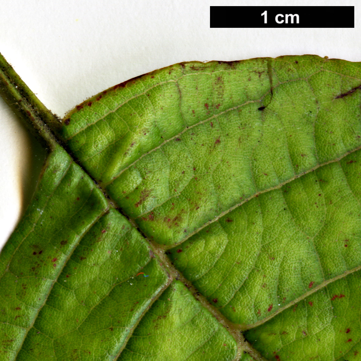 High resolution image: Family: Betulaceae - Genus: Alnus - Taxon: lanata