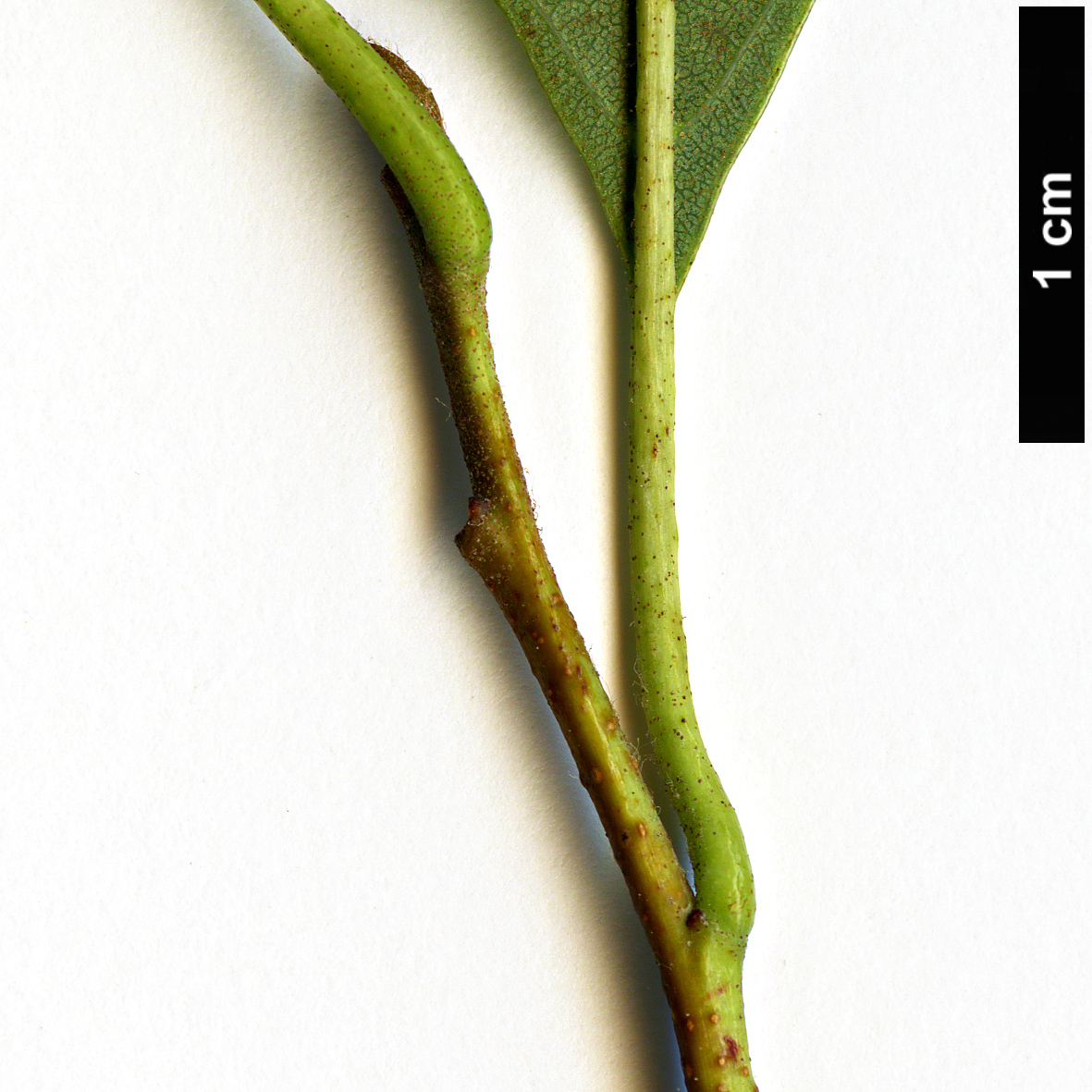 High resolution image: Family: Betulaceae - Genus: Alnus - Taxon: maritima