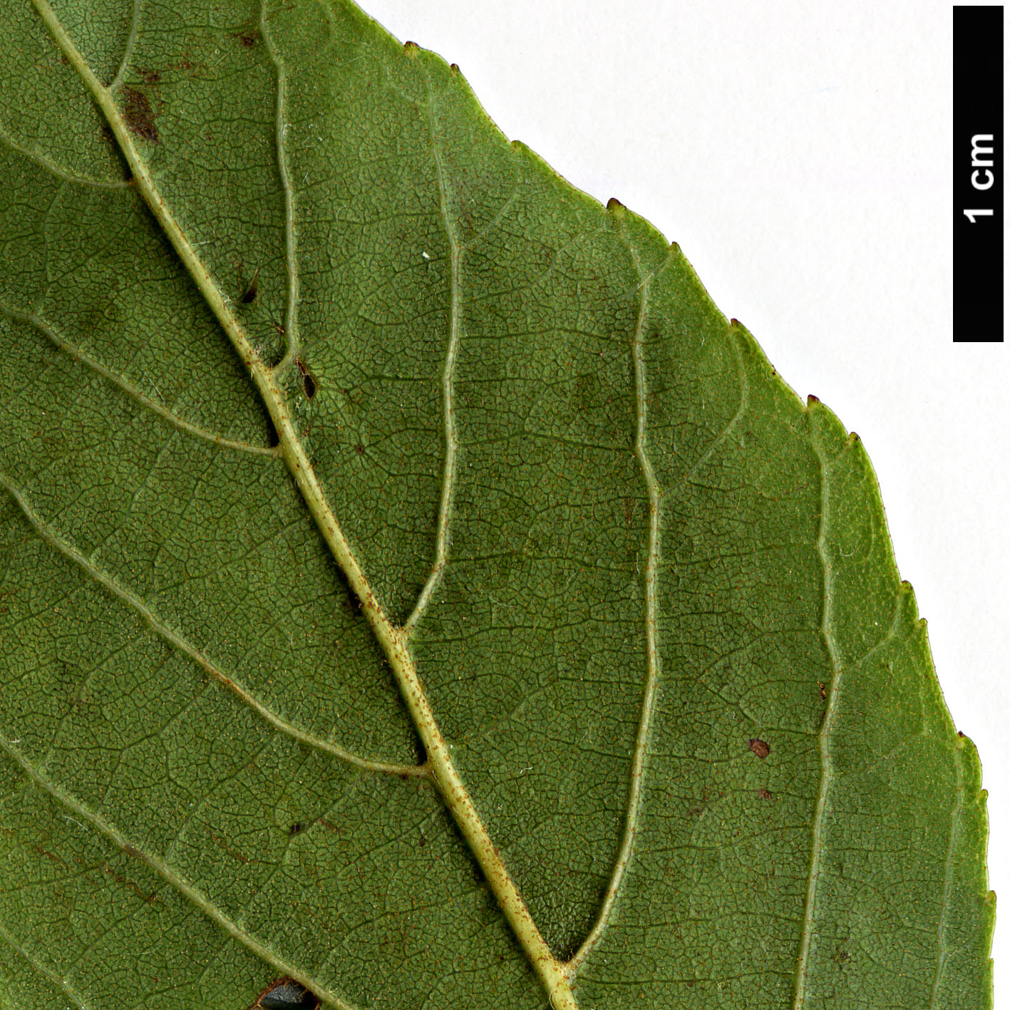 High resolution image: Family: Betulaceae - Genus: Alnus - Taxon: maritima