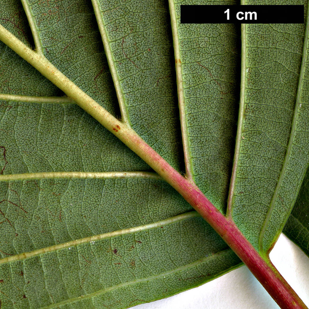 High resolution image: Family: Betulaceae - Genus: Alnus - Taxon: matsumurae