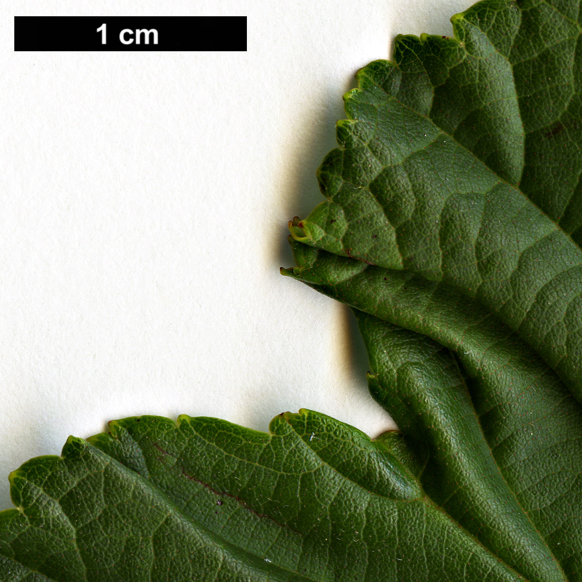 High resolution image: Family: Betulaceae - Genus: Alnus - Taxon: matsumurae