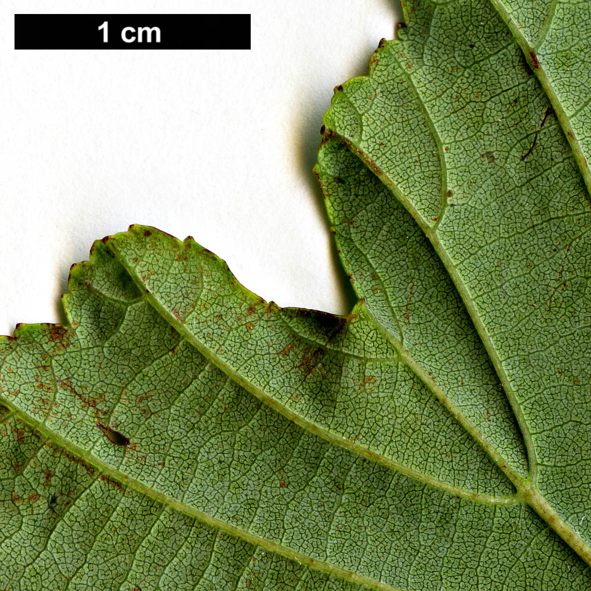 High resolution image: Family: Betulaceae - Genus: Alnus - Taxon: matsumurae