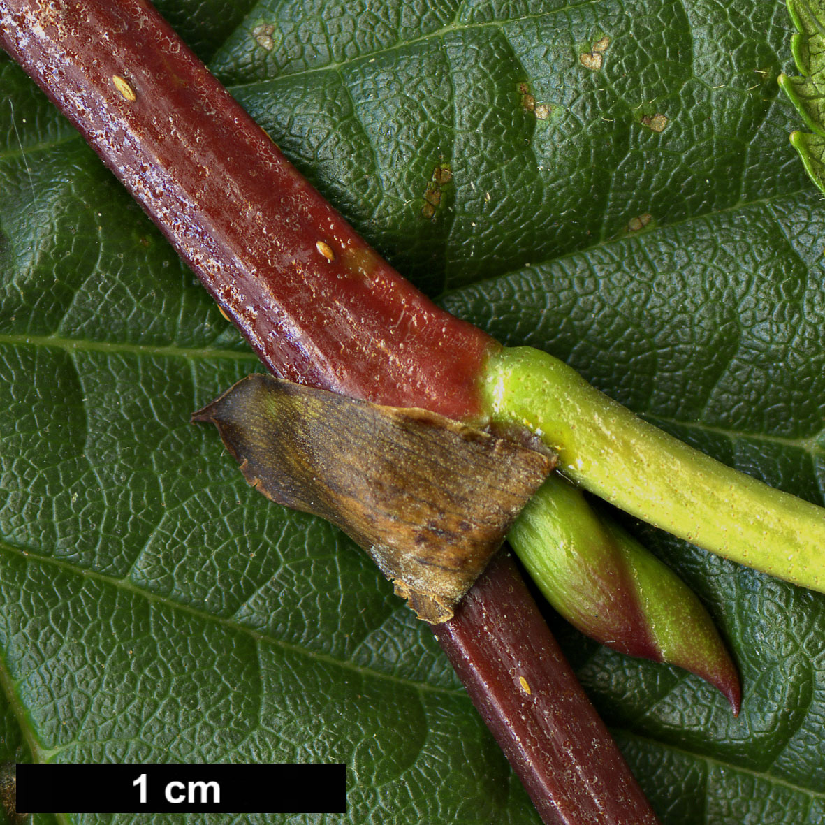 High resolution image: Family: Betulaceae - Genus: Alnus - Taxon: maximowiczii