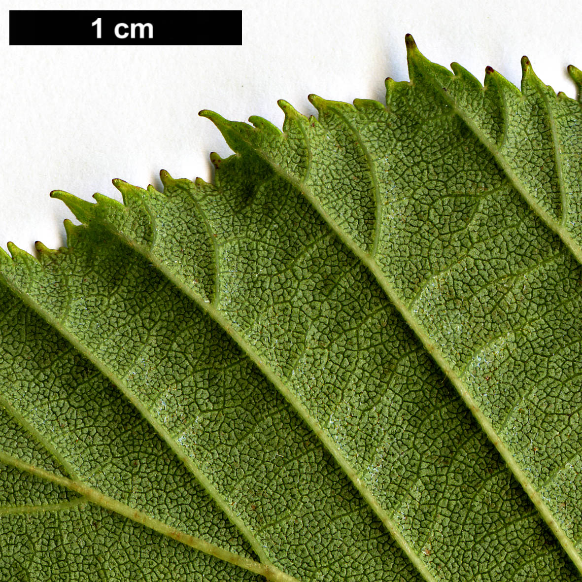 High resolution image: Family: Betulaceae - Genus: Alnus - Taxon: maximowiczii