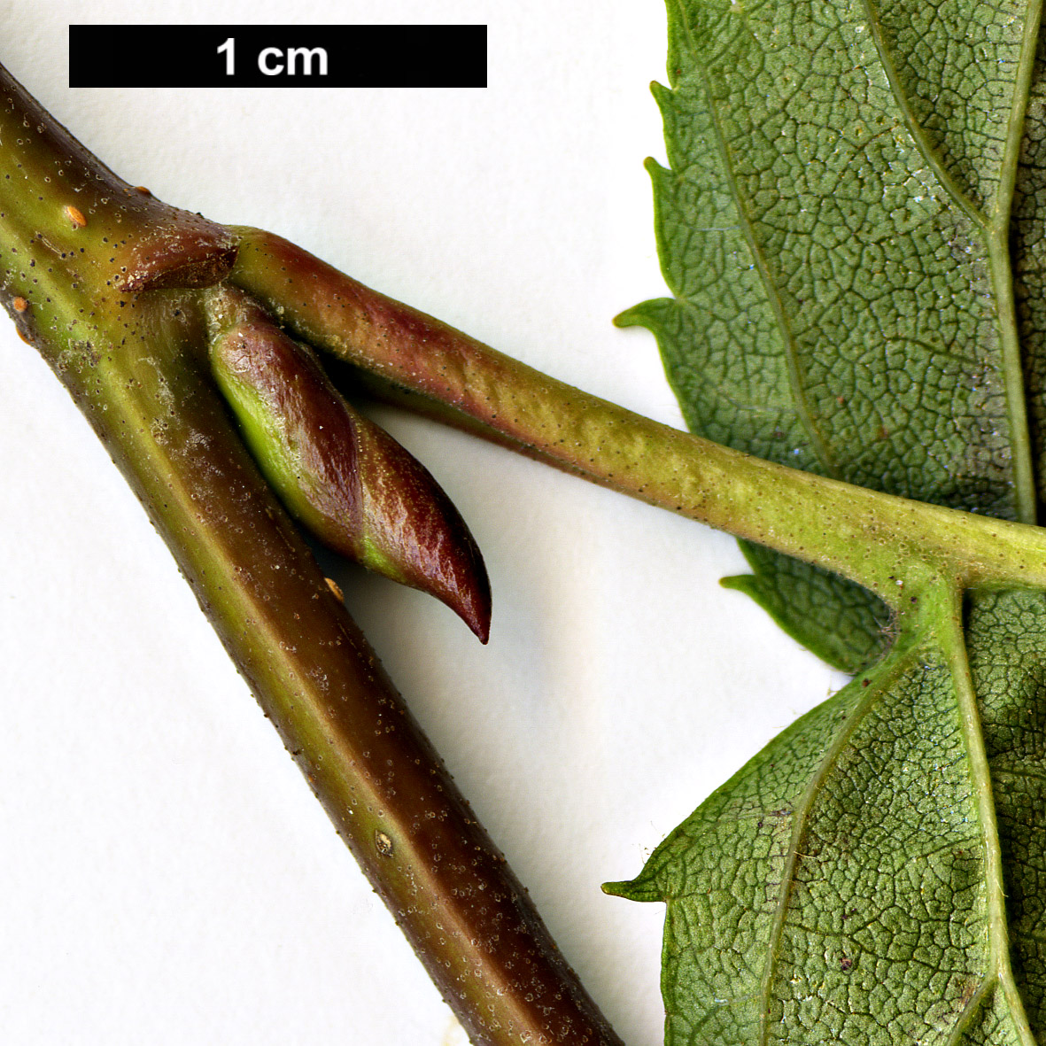 High resolution image: Family: Betulaceae - Genus: Alnus - Taxon: maximowiczii