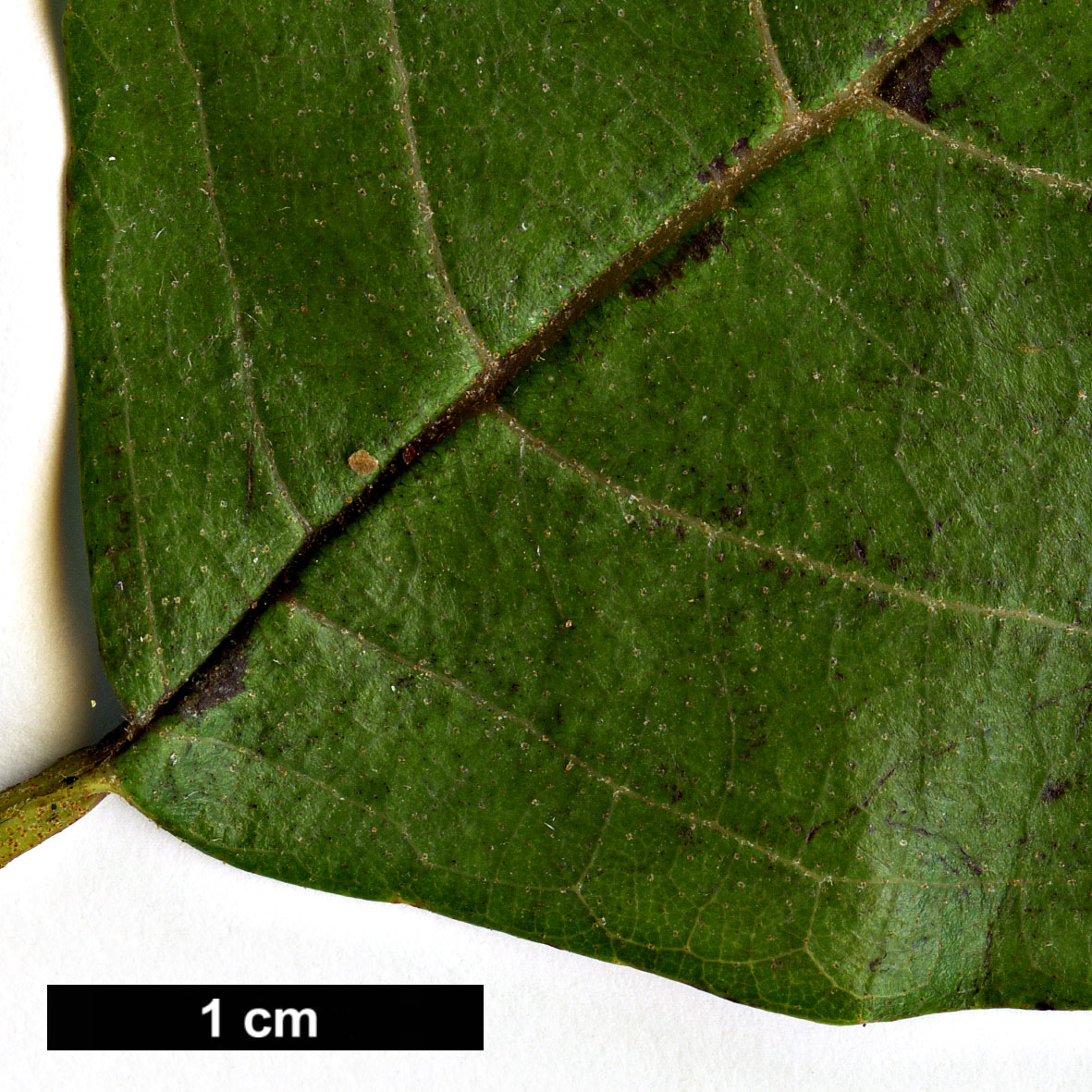 High resolution image: Family: Betulaceae - Genus: Alnus - Taxon: nepalensis