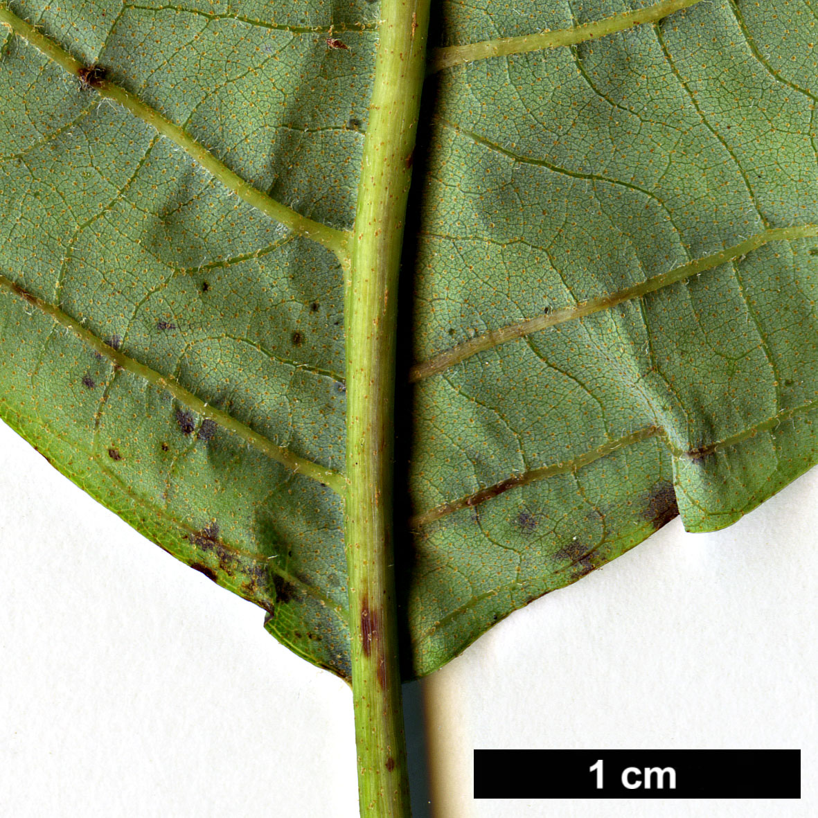 High resolution image: Family: Betulaceae - Genus: Alnus - Taxon: nepalensis