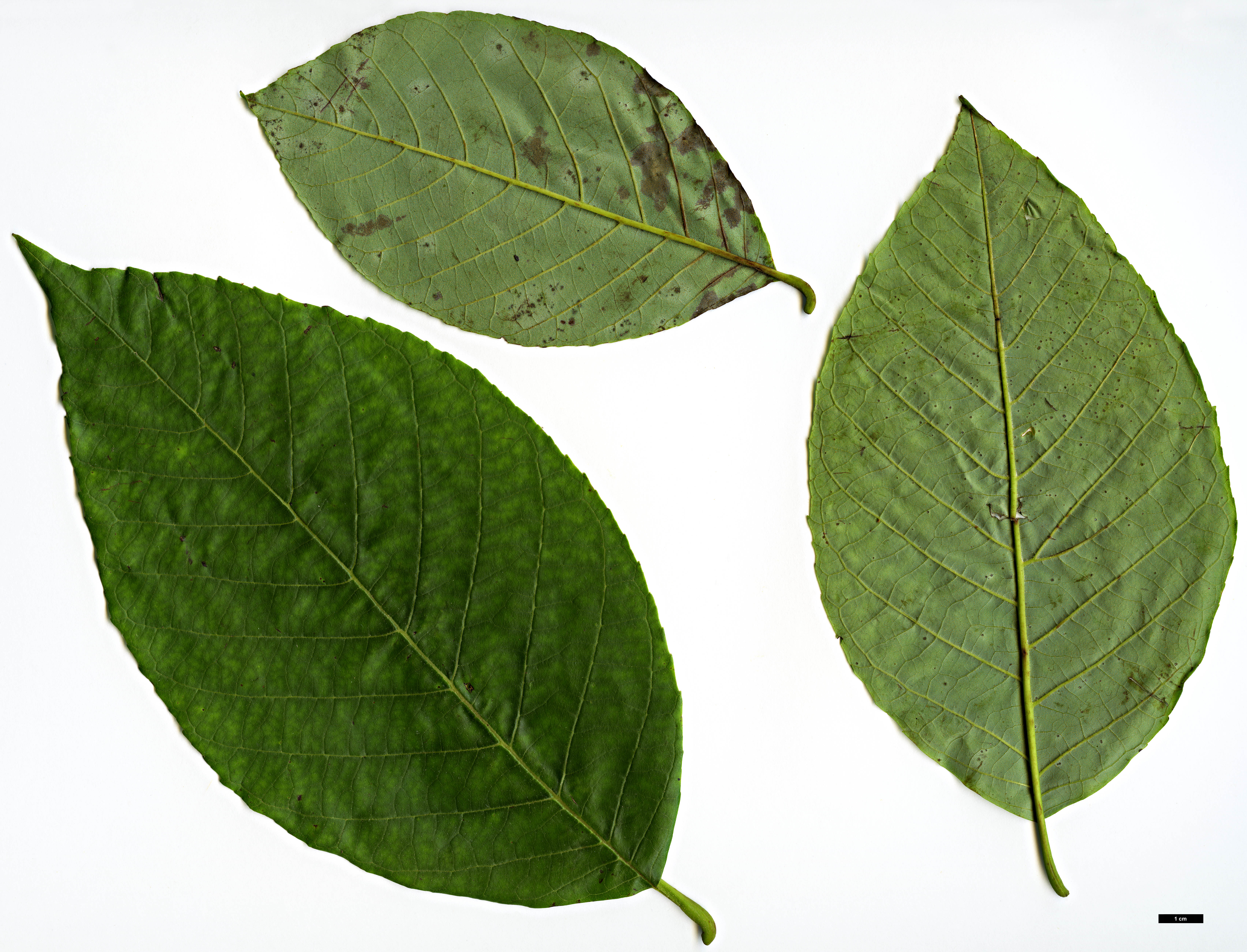 High resolution image: Family: Betulaceae - Genus: Alnus - Taxon: nepalensis