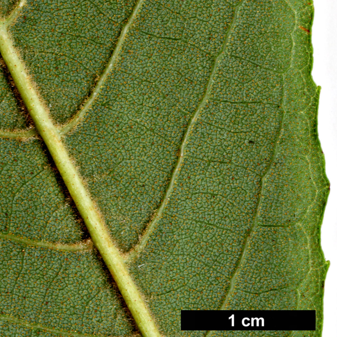 High resolution image: Family: Betulaceae - Genus: Alnus - Taxon: nepalensis