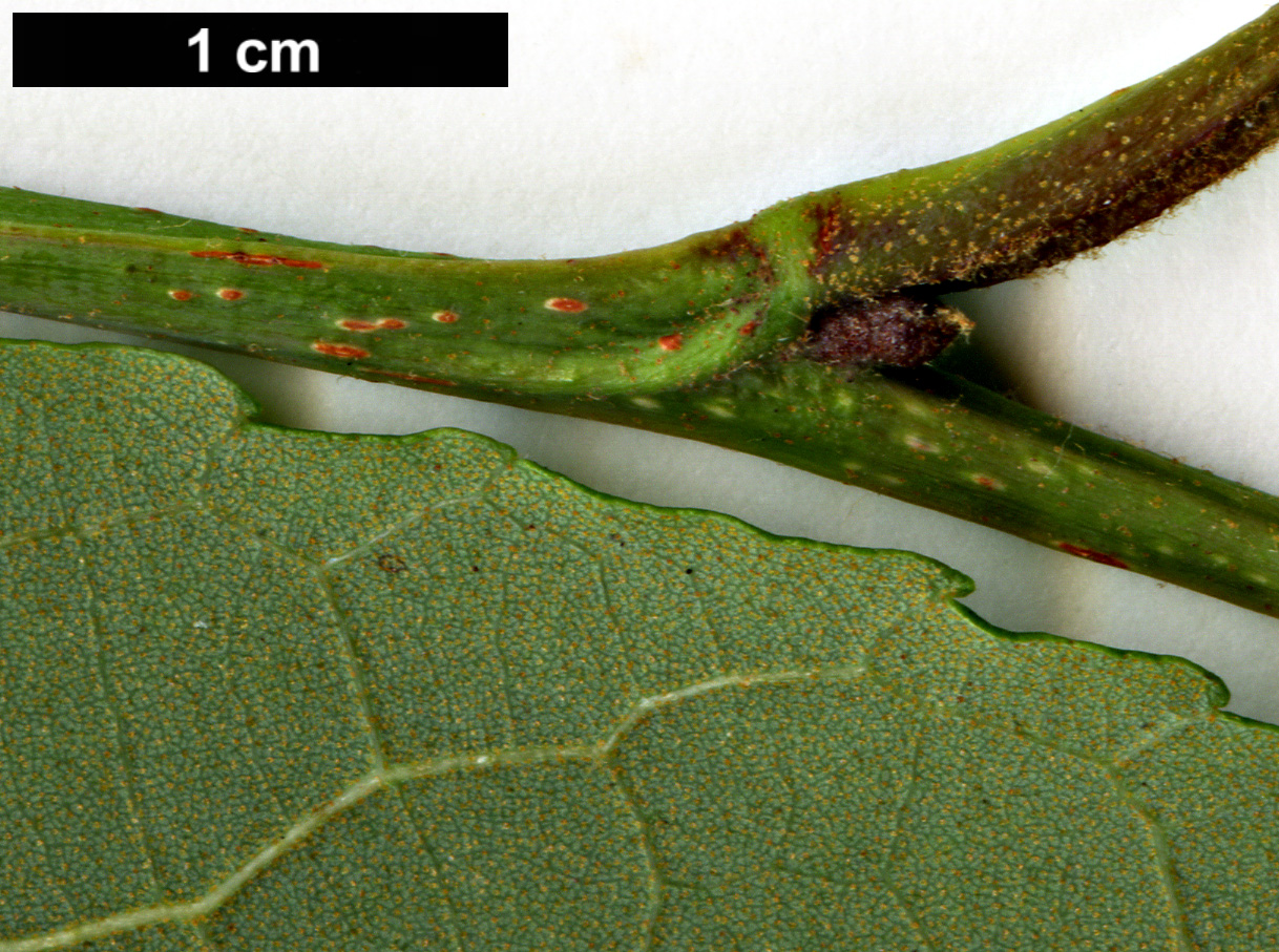 High resolution image: Family: Betulaceae - Genus: Alnus - Taxon: nepalensis