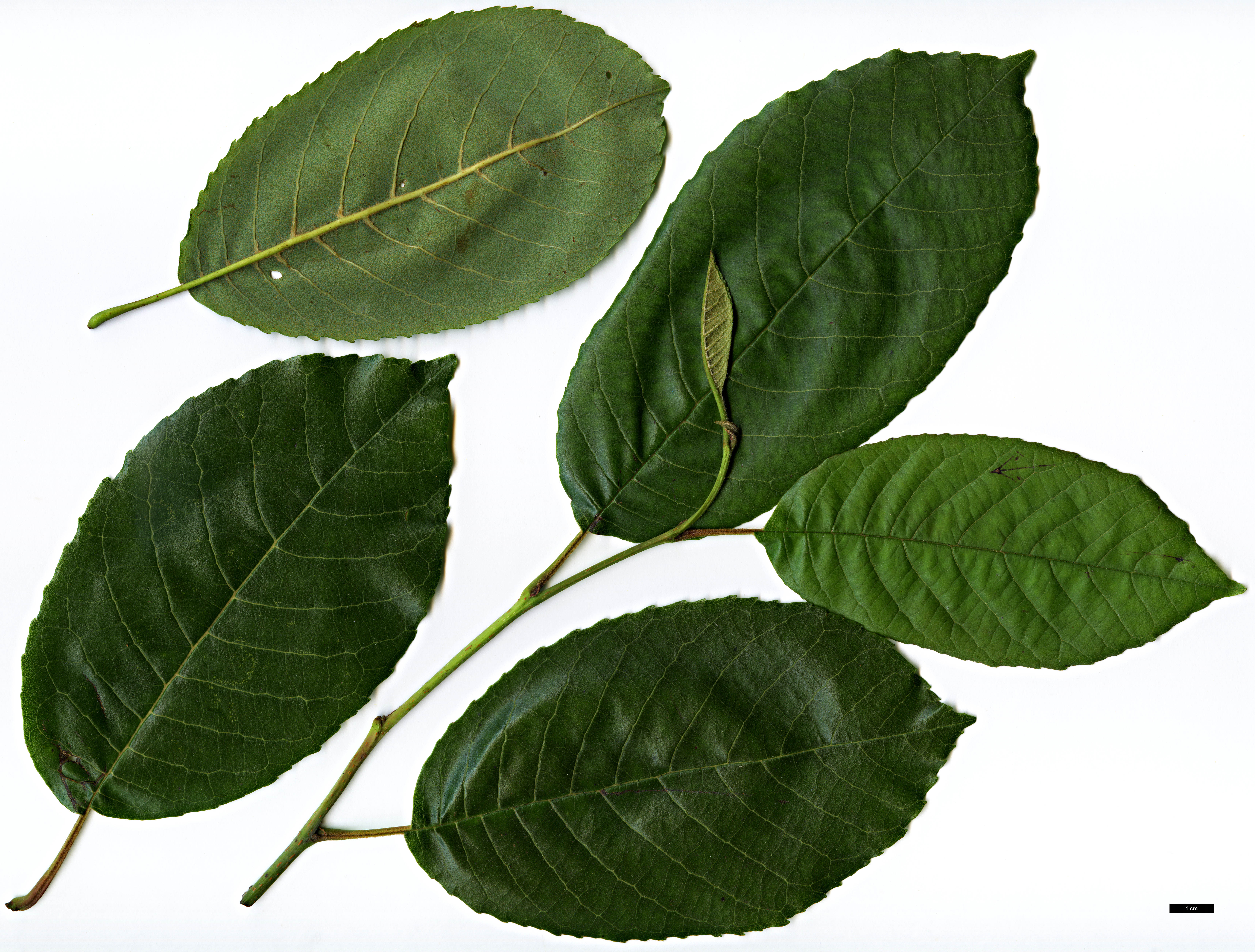 High resolution image: Family: Betulaceae - Genus: Alnus - Taxon: nepalensis