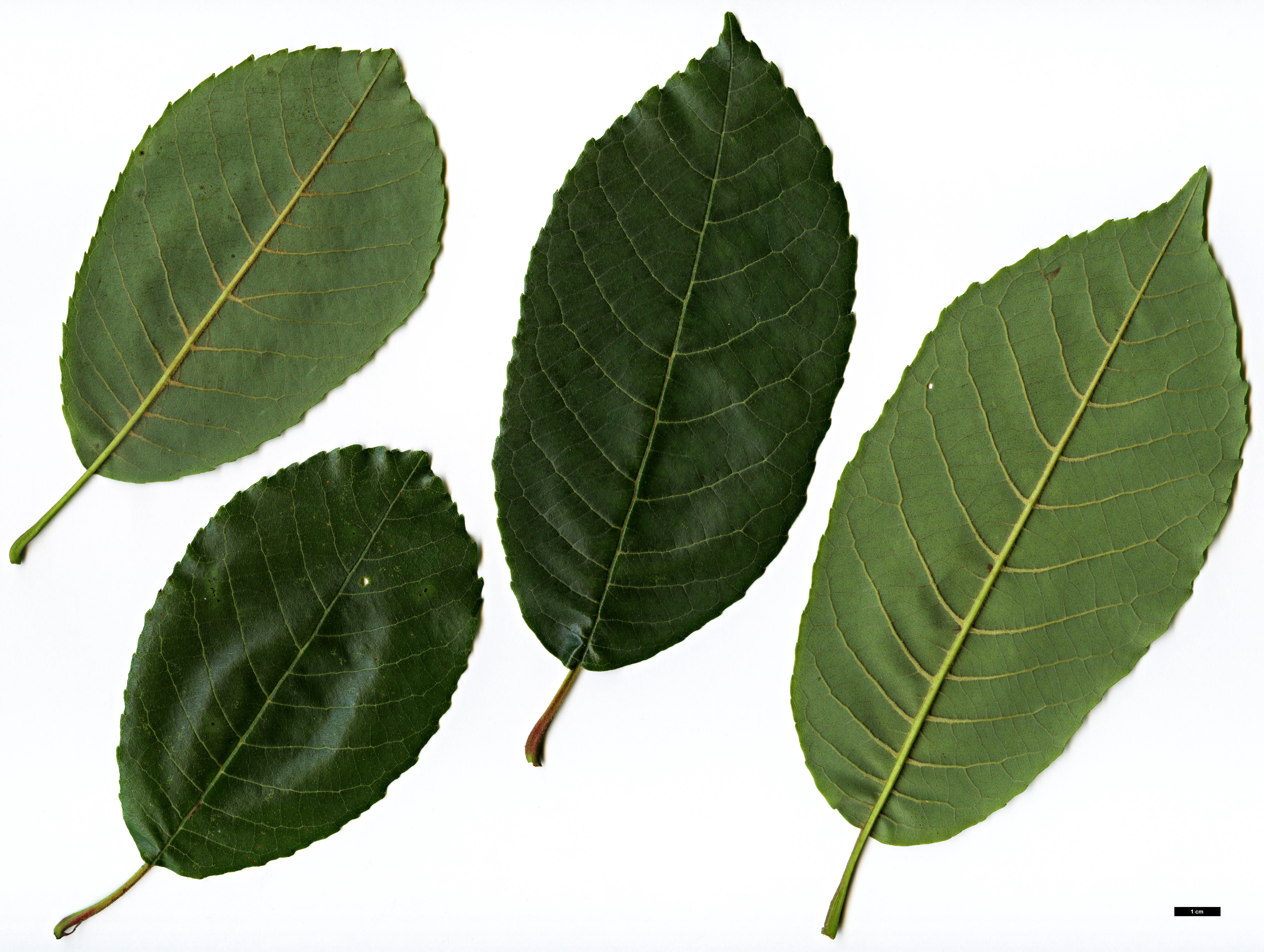 High resolution image: Family: Betulaceae - Genus: Alnus - Taxon: nepalensis