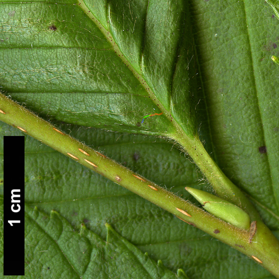 High resolution image: Family: Betulaceae - Genus: Alnus - Taxon: pendula