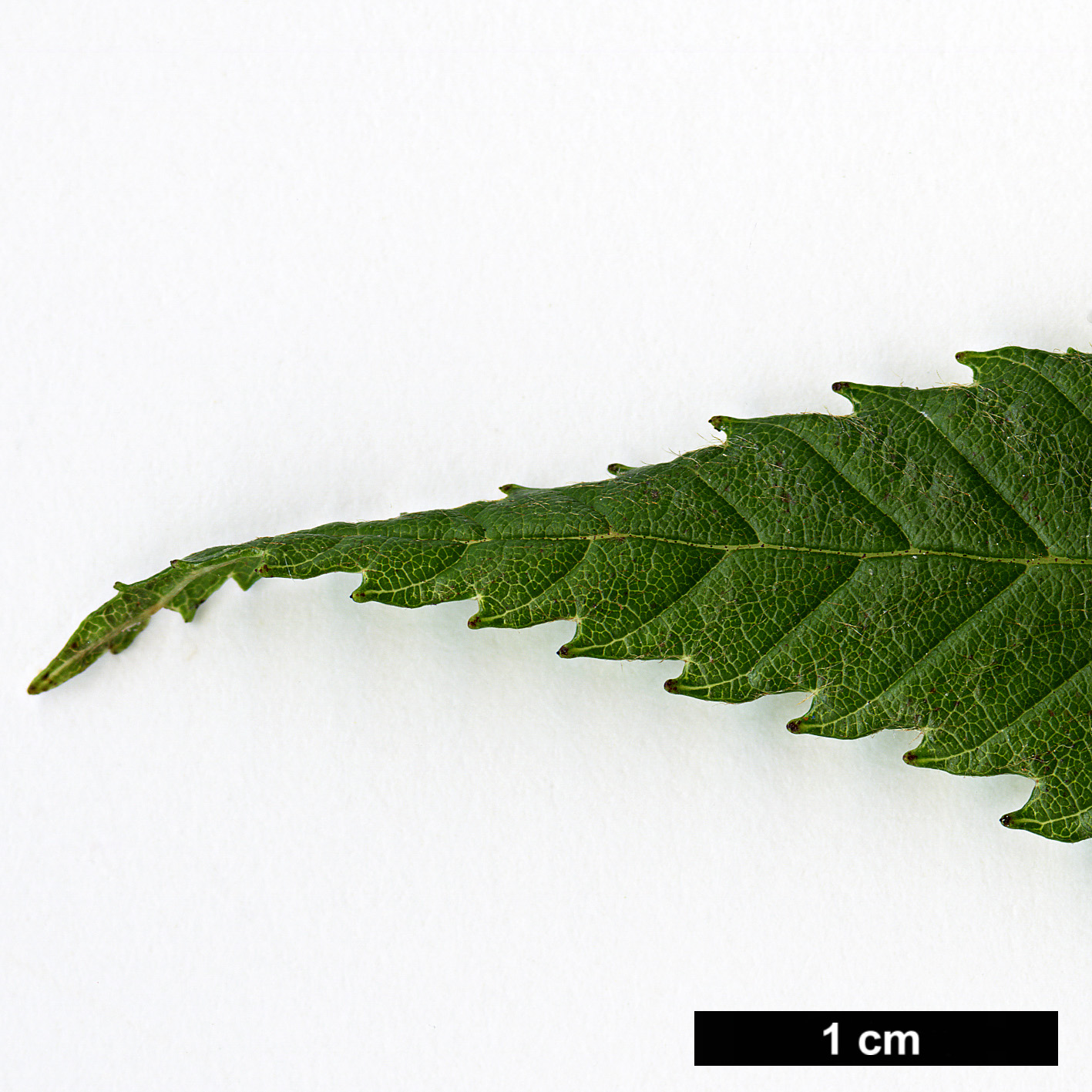 High resolution image: Family: Betulaceae - Genus: Alnus - Taxon: pendula