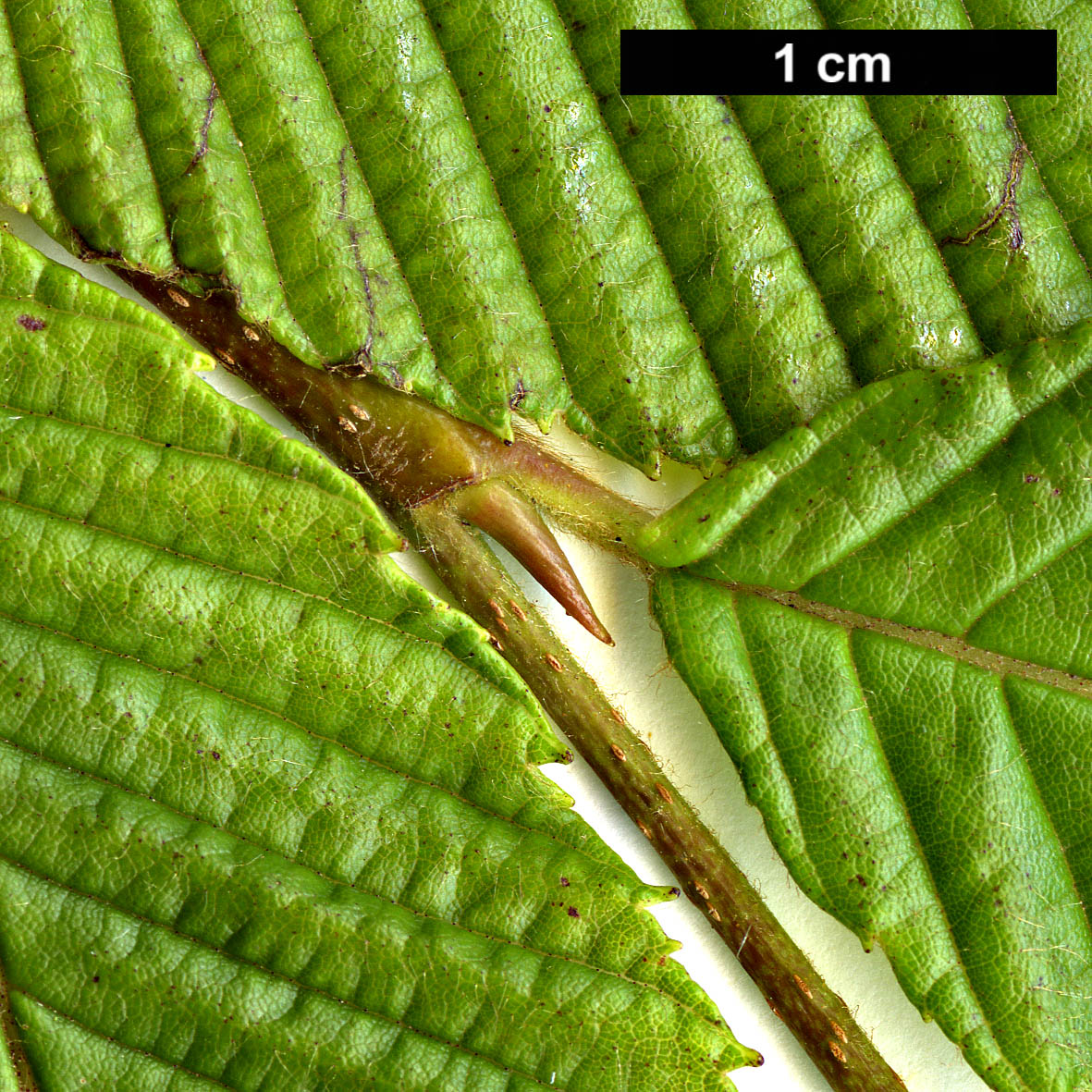 High resolution image: Family: Betulaceae - Genus: Alnus - Taxon: pendula