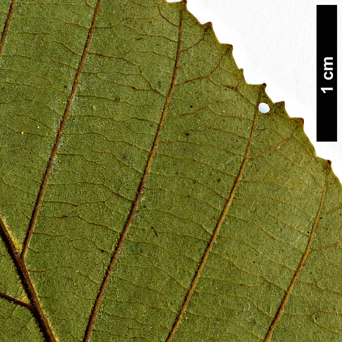 High resolution image: Family: Betulaceae - Genus: Alnus - Taxon: rhombifolia