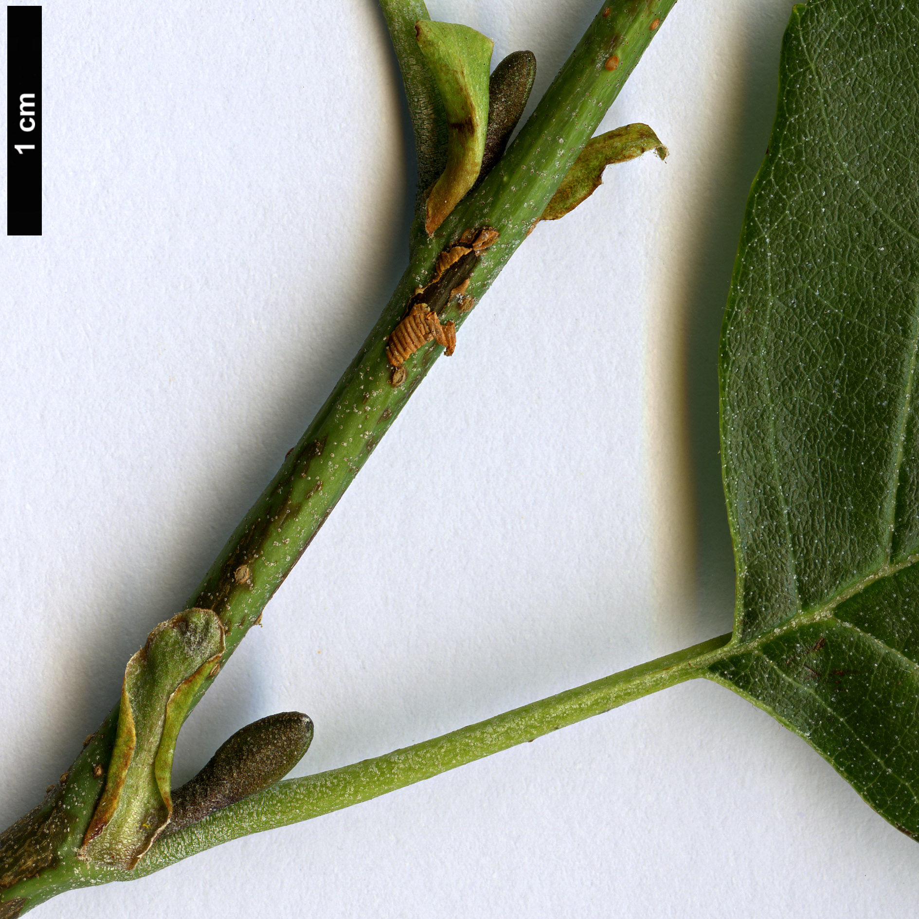 High resolution image: Family: Betulaceae - Genus: Alnus - Taxon: rohlenae