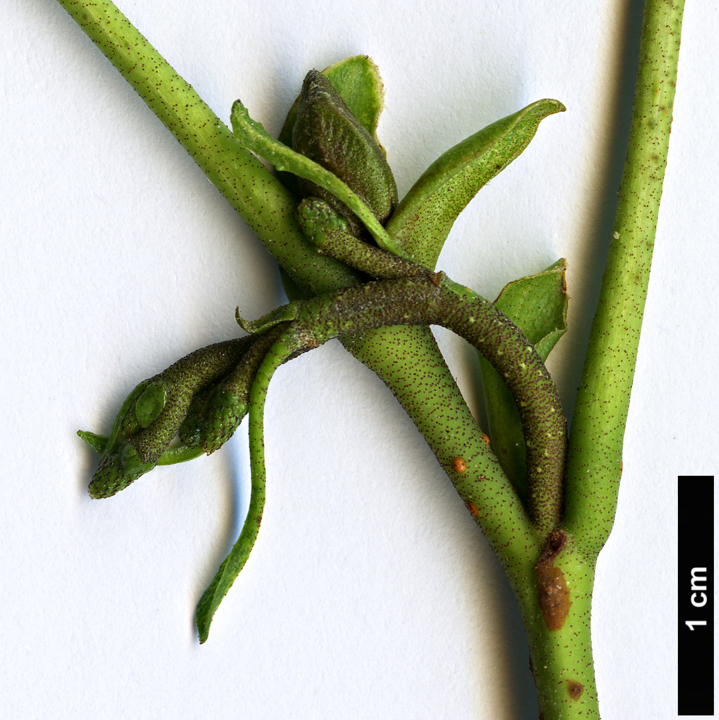 High resolution image: Family: Betulaceae - Genus: Alnus - Taxon: rohlenae