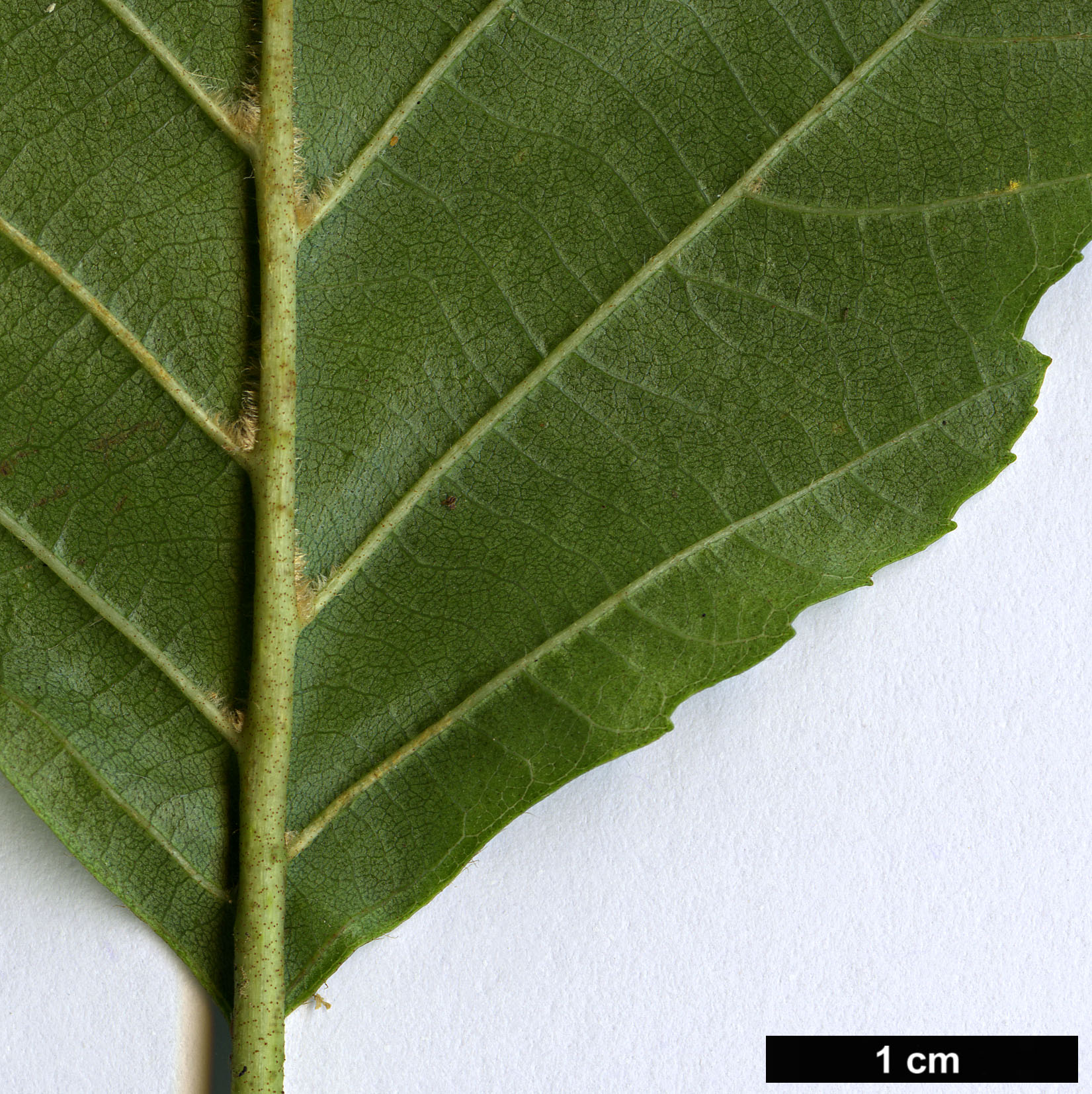 High resolution image: Family: Betulaceae - Genus: Alnus - Taxon: rohlenae