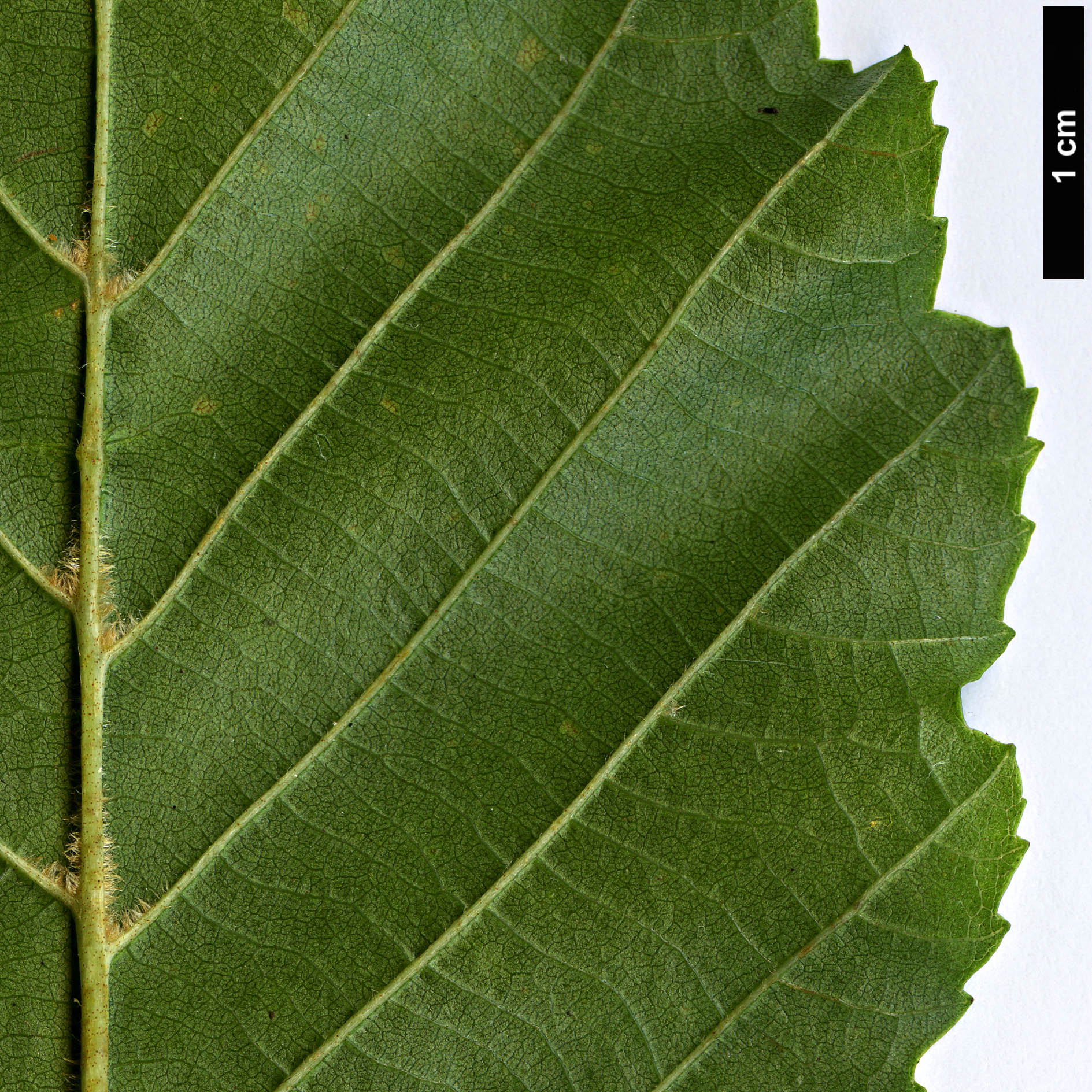 High resolution image: Family: Betulaceae - Genus: Alnus - Taxon: rohlenae