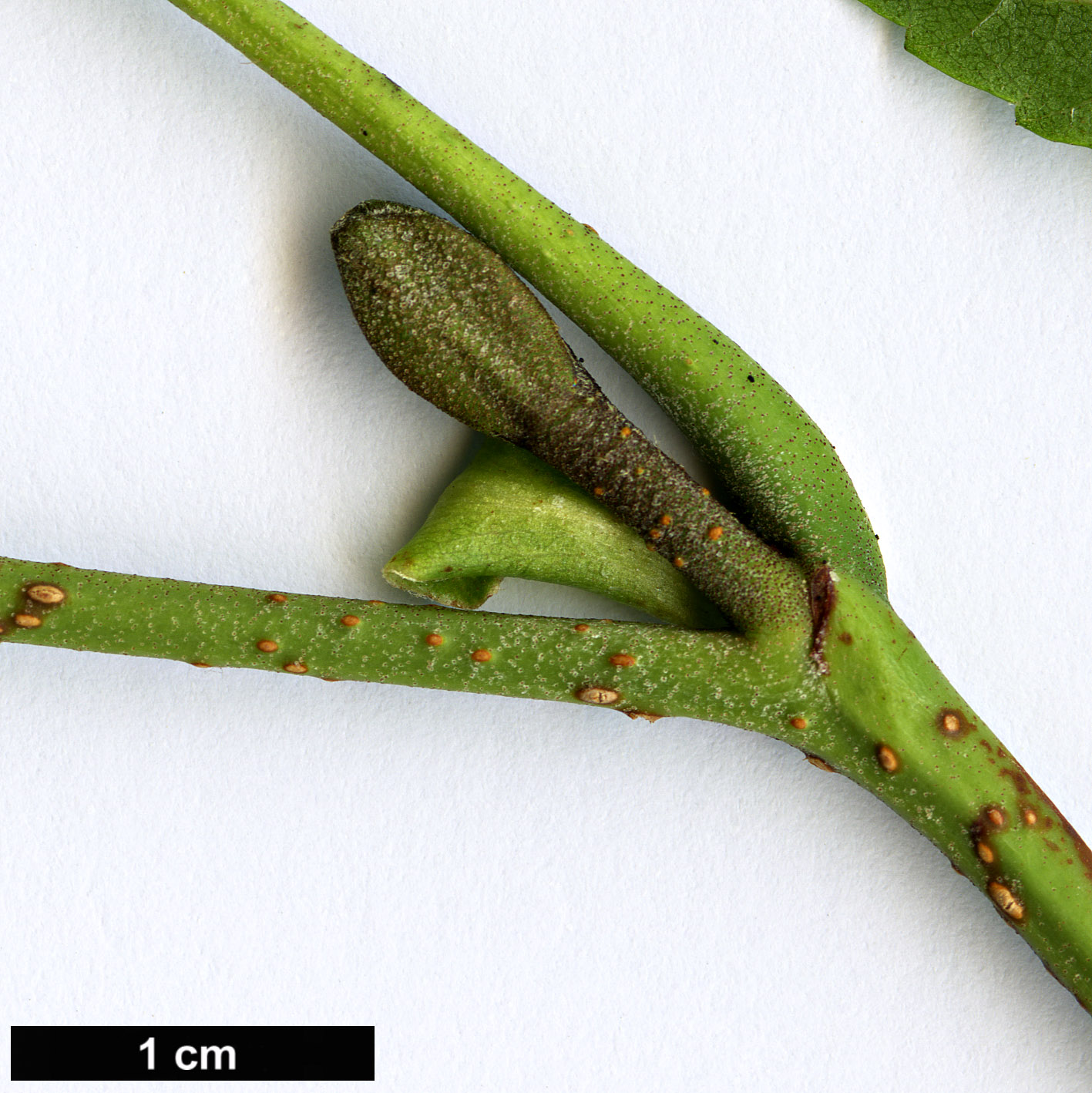 High resolution image: Family: Betulaceae - Genus: Alnus - Taxon: rohlenae