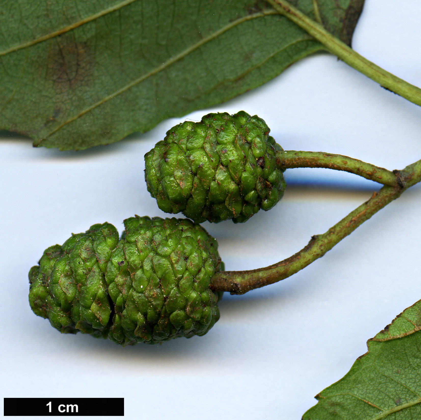 High resolution image: Family: Betulaceae - Genus: Alnus - Taxon: rohlenae