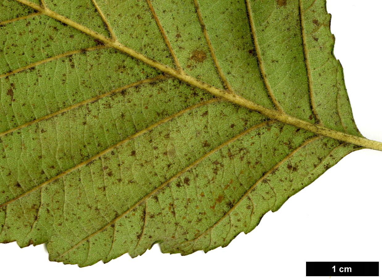 High resolution image: Family: Betulaceae - Genus: Alnus - Taxon: rubra