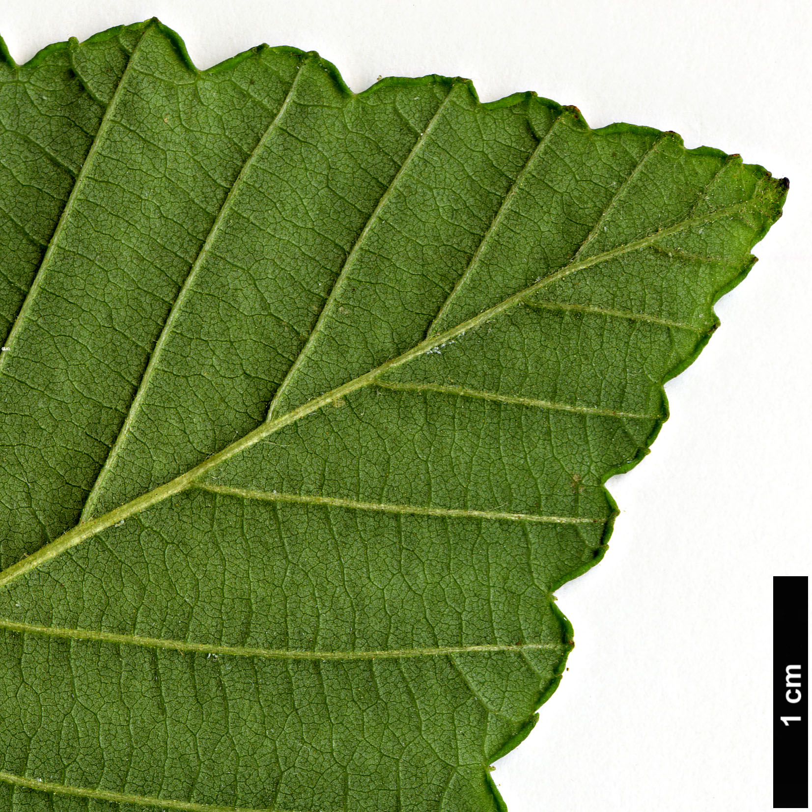 High resolution image: Family: Betulaceae - Genus: Alnus - Taxon: rubra