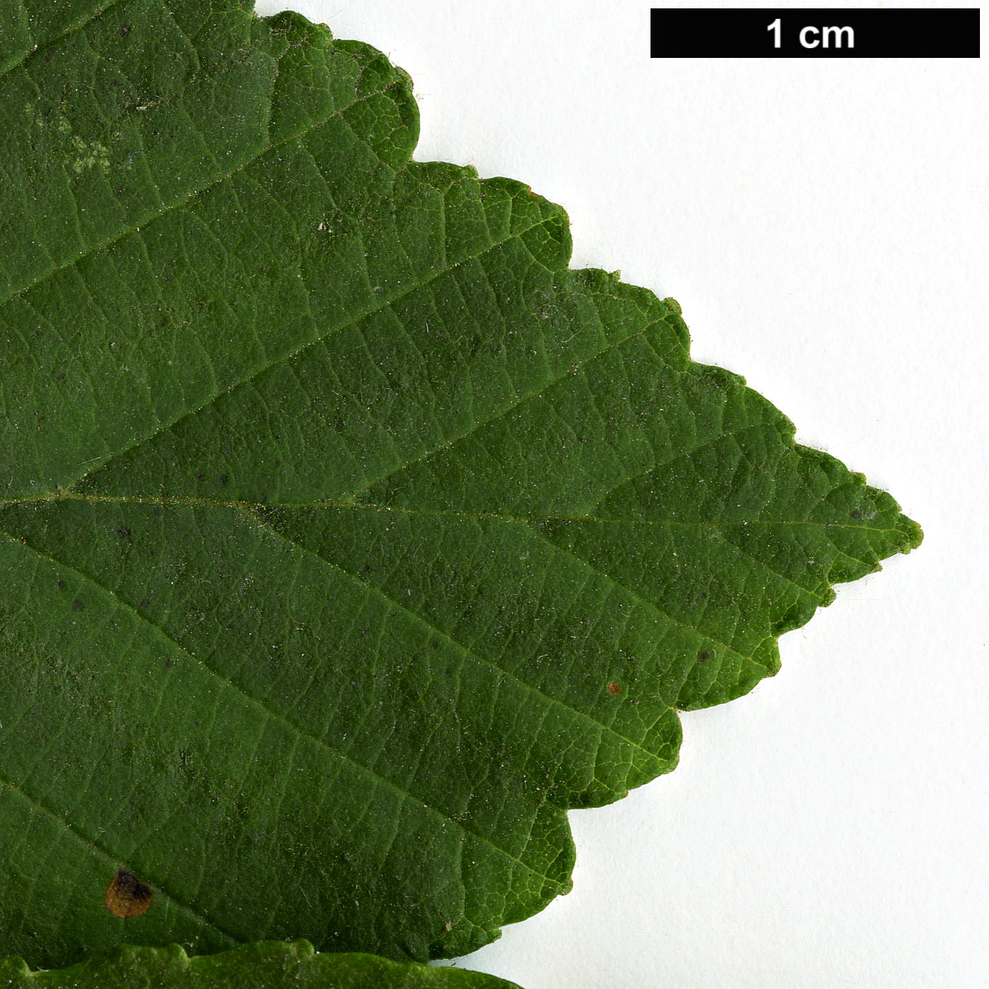 High resolution image: Family: Betulaceae - Genus: Alnus - Taxon: rubra