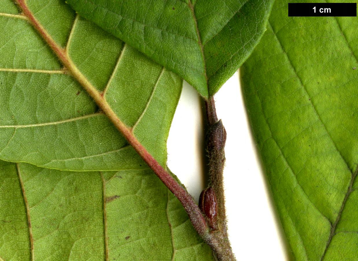 High resolution image: Family: Betulaceae - Genus: Alnus - Taxon: serrulata