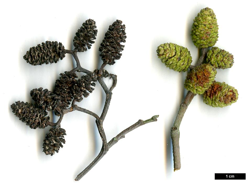 High resolution image: Family: Betulaceae - Genus: Alnus - Taxon: serrulata