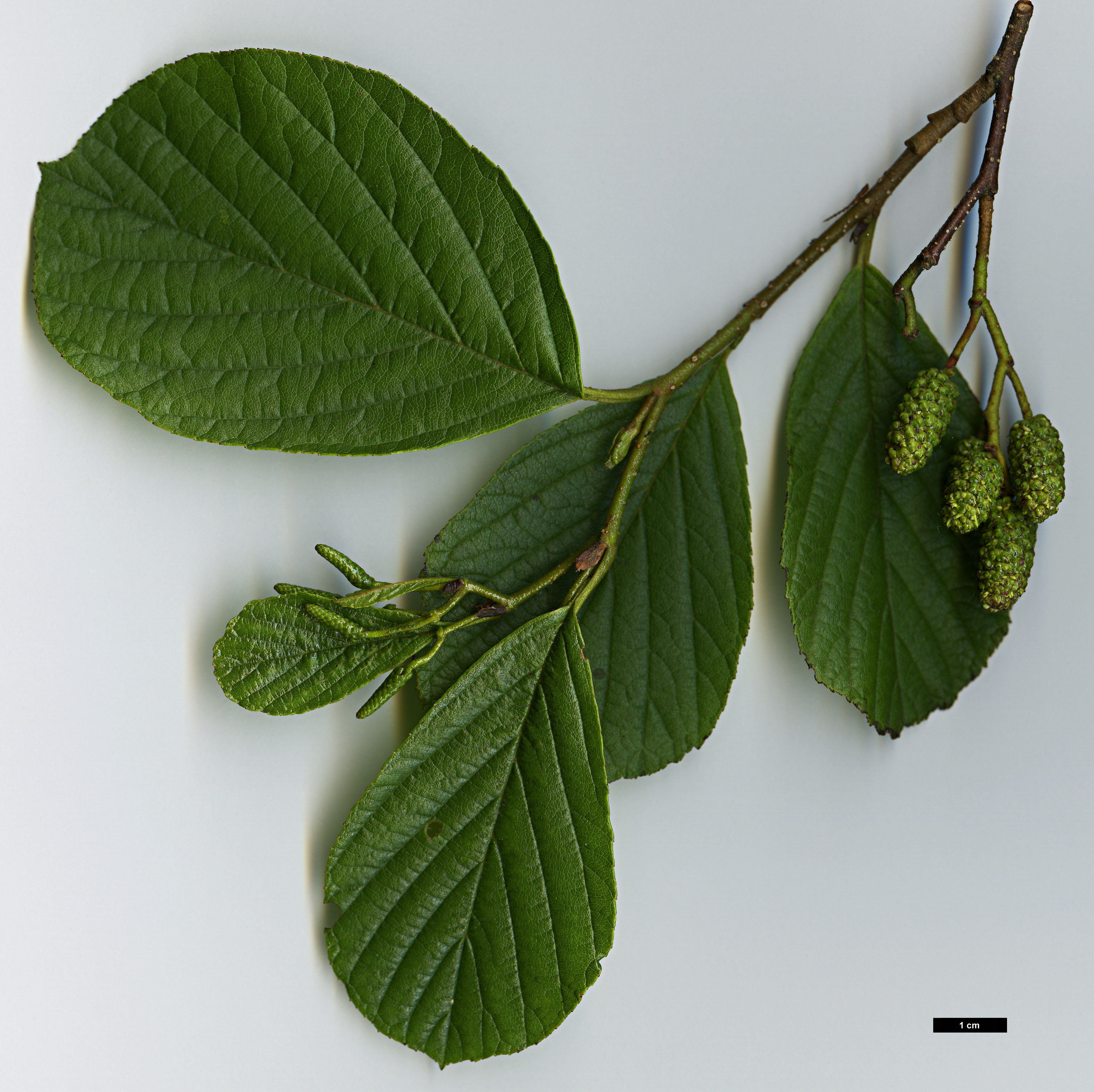 High resolution image: Family: Betulaceae - Genus: Alnus - Taxon: serrulata