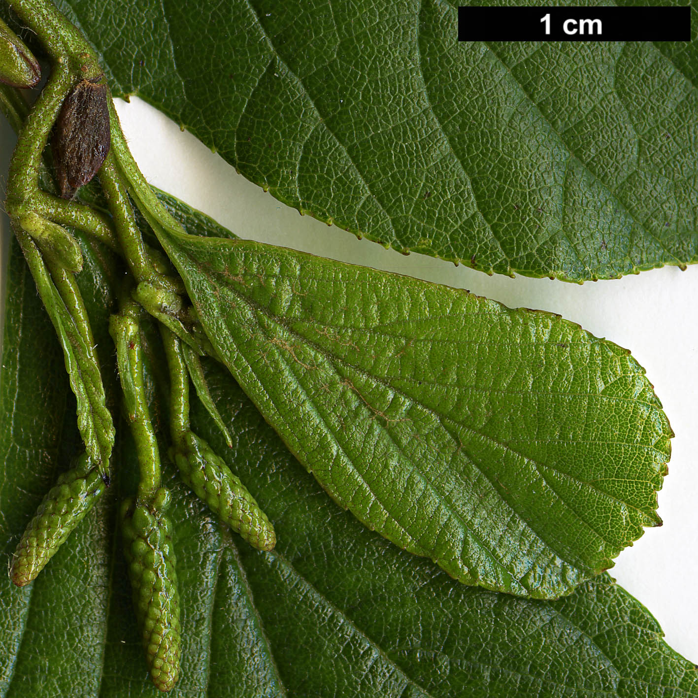 High resolution image: Family: Betulaceae - Genus: Alnus - Taxon: serrulata