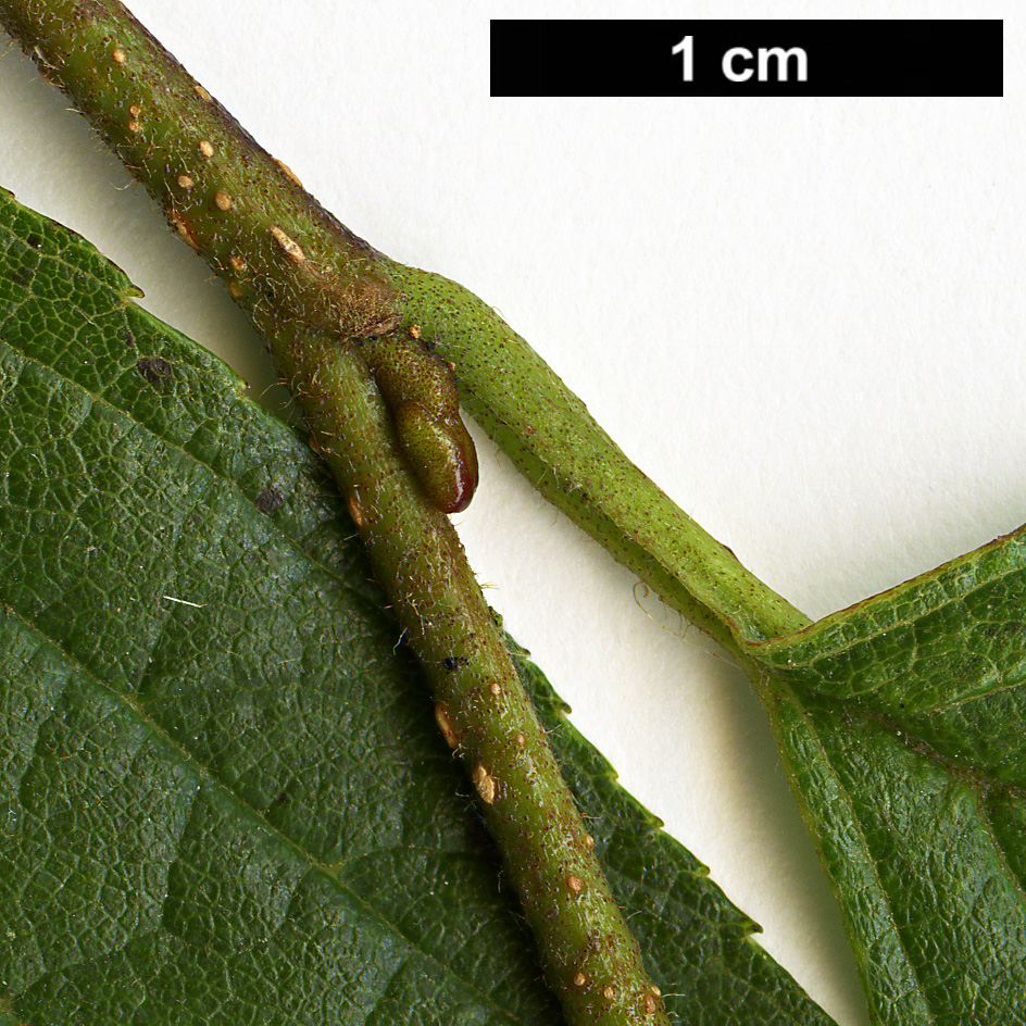 High resolution image: Family: Betulaceae - Genus: Alnus - Taxon: serrulata