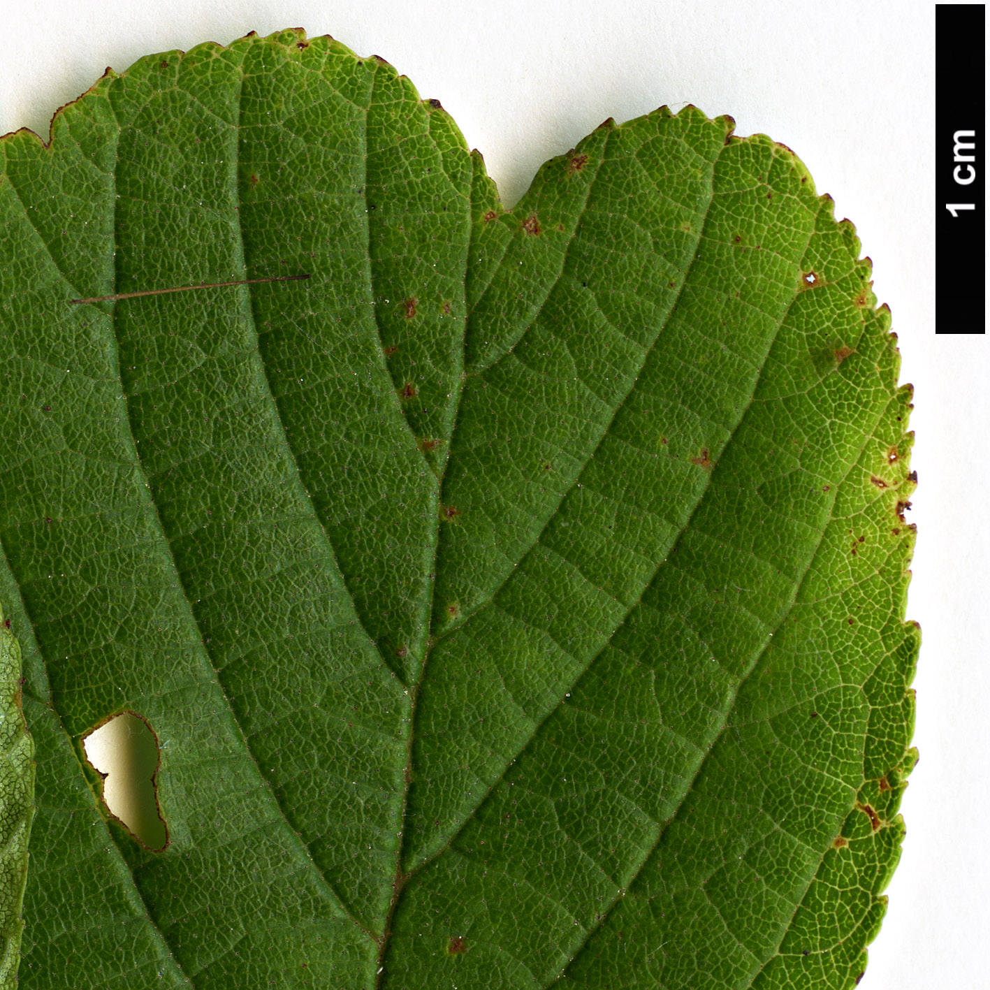 High resolution image: Family: Betulaceae - Genus: Alnus - Taxon: serrulatoides